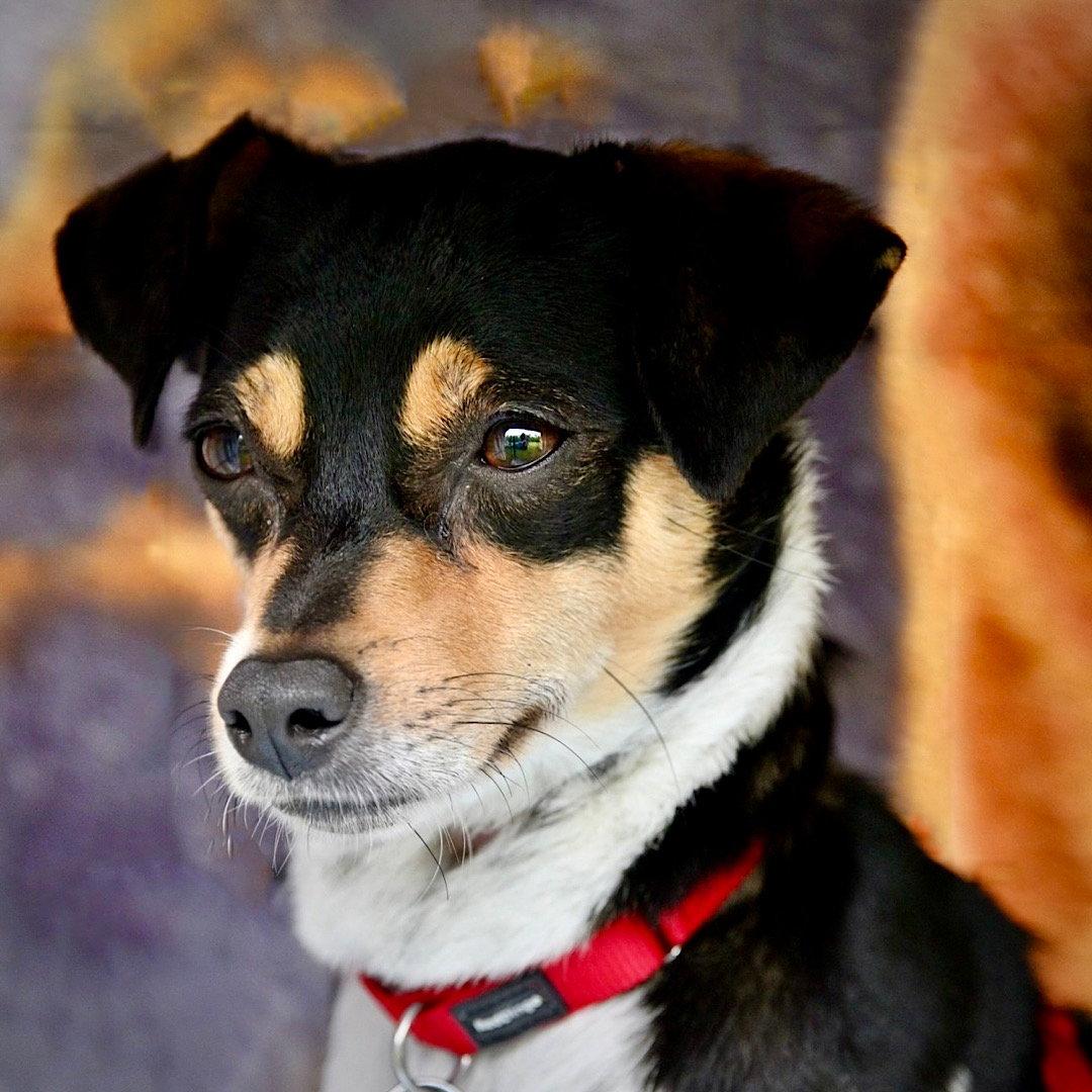 Mika (MI), Adoptable, Young Female Rat Terrier.