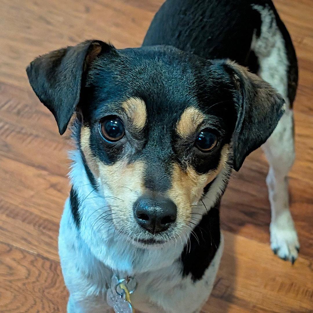 Mika (MI), a Adoptable Rat Terrier in Lansing, MI image 2/3