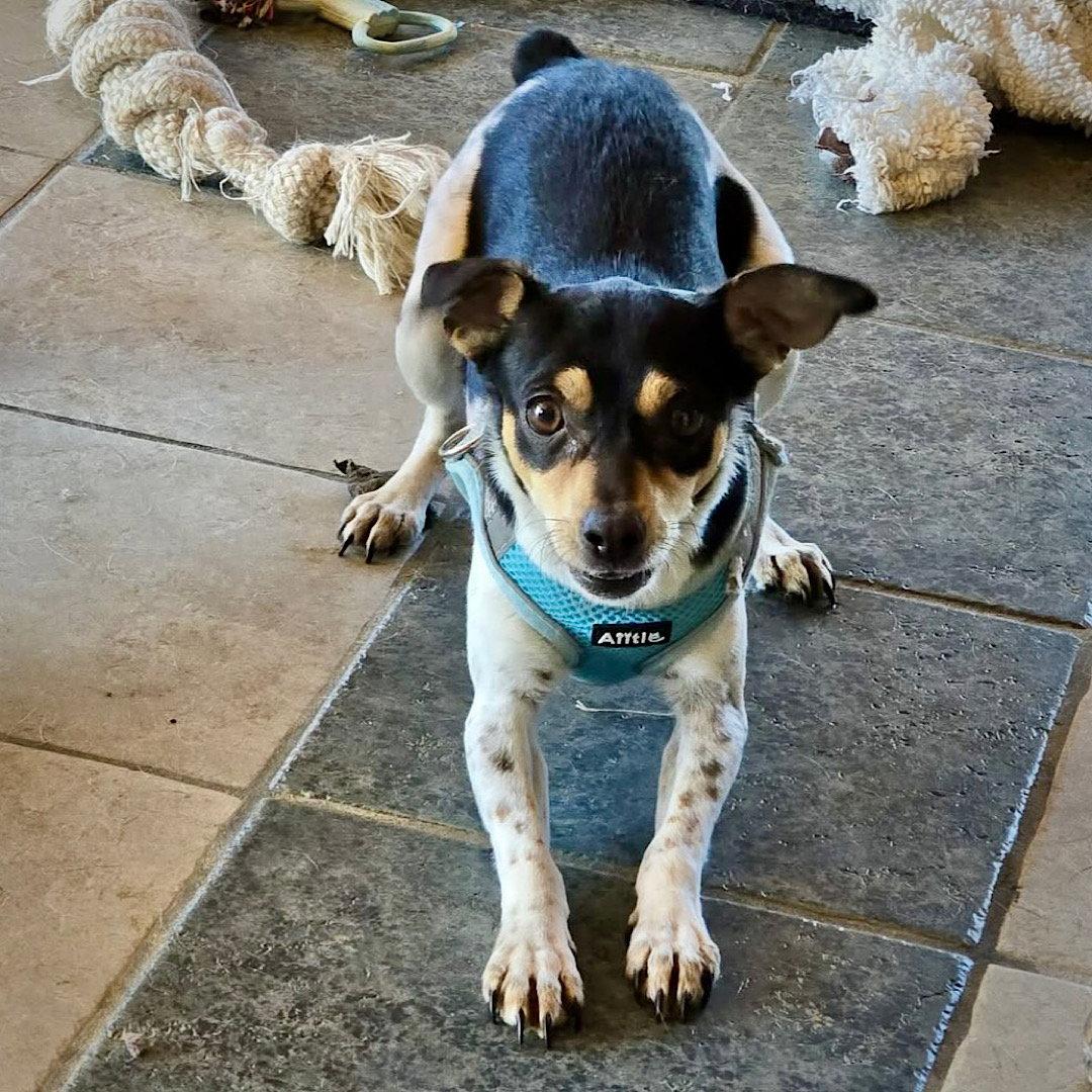 Mika (MI), a Adoptable Rat Terrier in Lansing, MI image 3/3