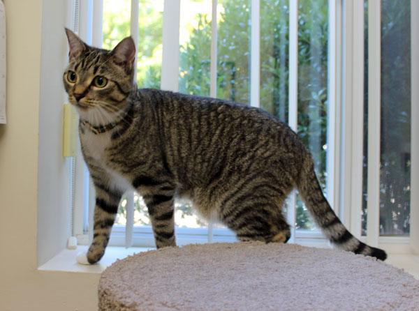 Enlarge Maple and Toffee, a Adoptable Domestic Short Hair in Mansfield, MA image 4/4
