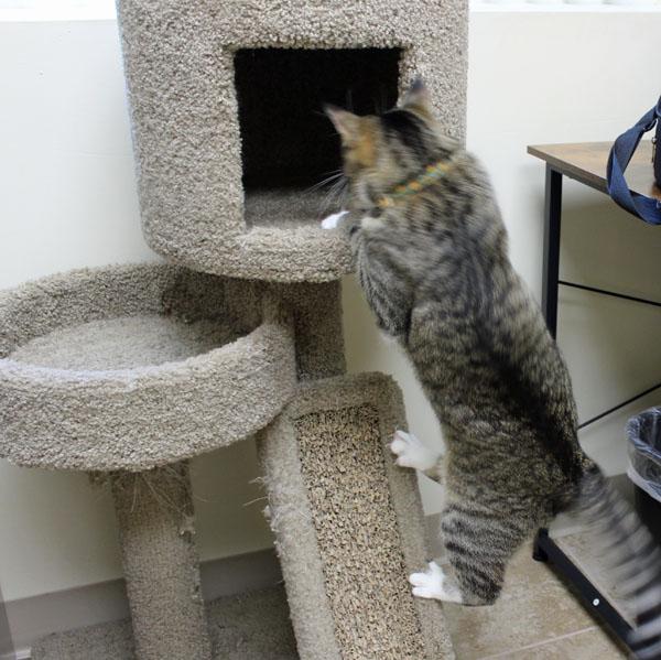 Enlarge Maple and Toffee, a Adoptable Domestic Short Hair in Mansfield, MA image 3/4