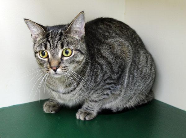 Enlarge Maple and Toffee, a Adoptable Domestic Short Hair in Mansfield, MA image 2/4