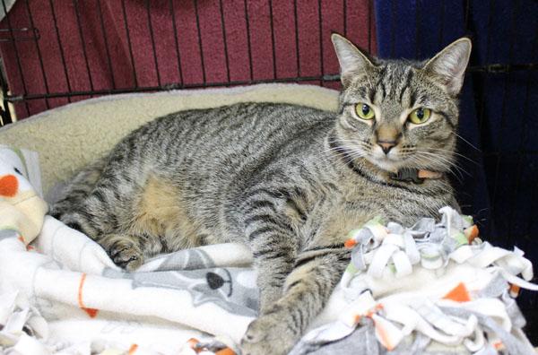Enlarge Maple and Toffee, a Adoptable Domestic Short Hair in Mansfield, MA image 1/4