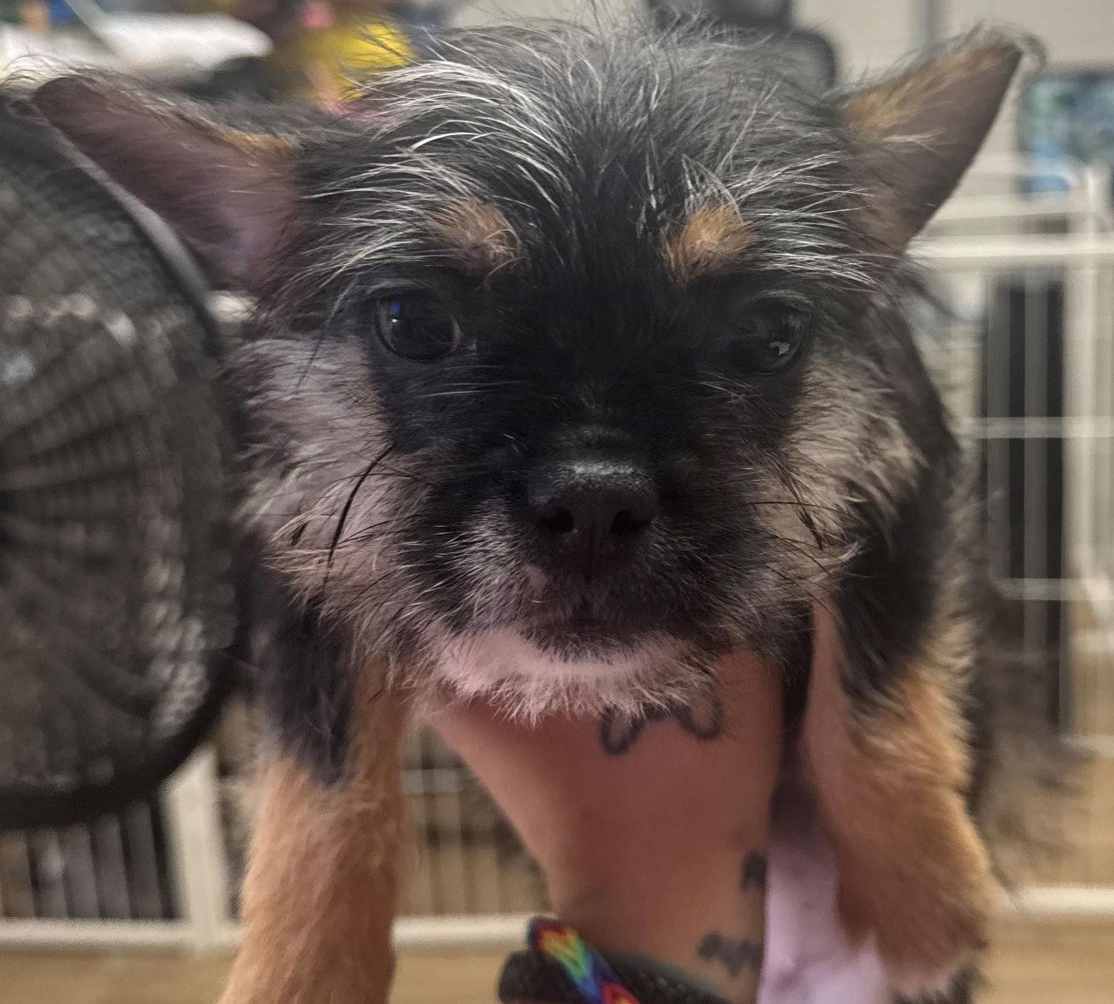 lola mae, Adopted, Young Female Yorkshire Terrier.