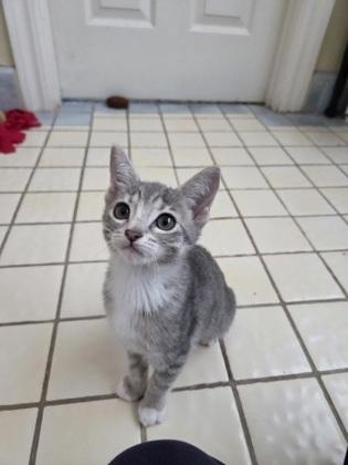 South Carolina, Adoptable, Kitten Female Domestic Short Hair & Domestic Short Hair.