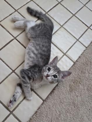Enlarge South Carolina, a Adoptable mixed breed in Pleasanton, CA image 3/3
