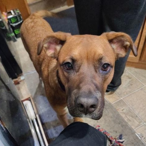 Nala, Adult Female Boxer
