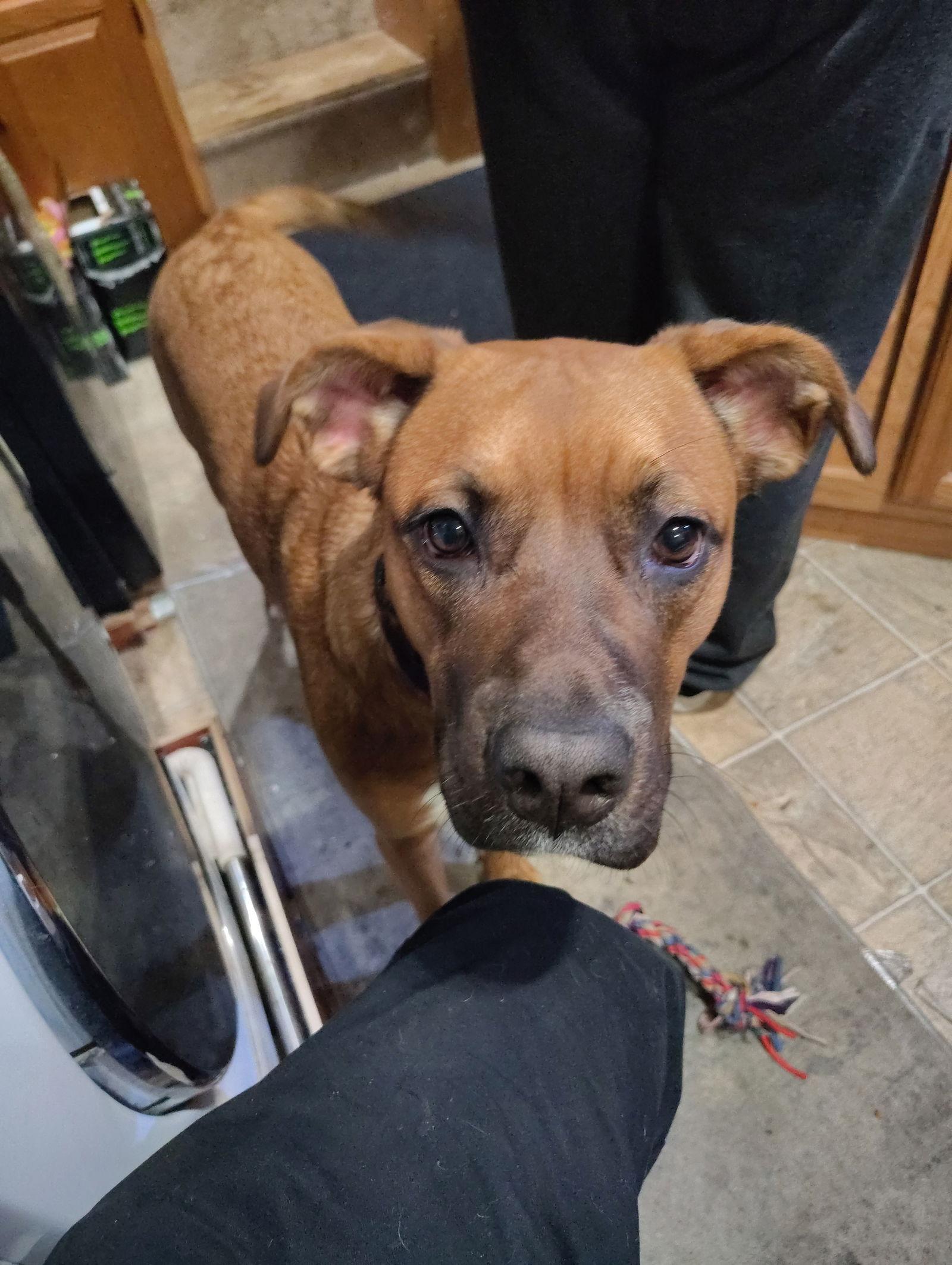 Enlarge Nala, a Adoptable mixed breed in Woodland, CA image 1/1