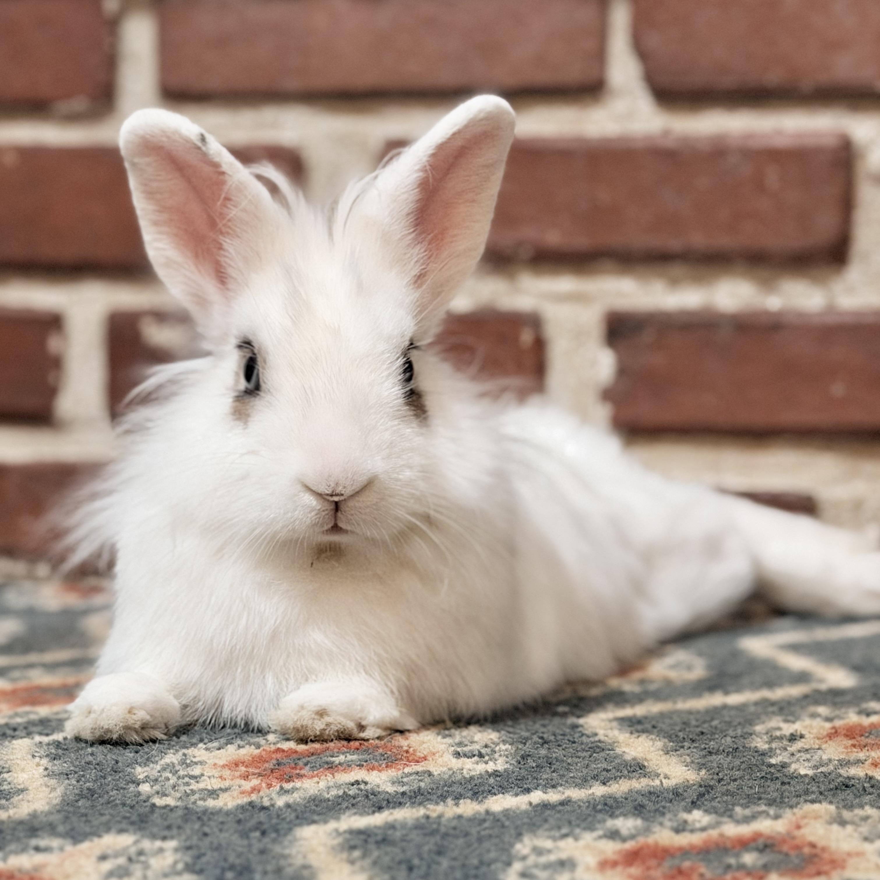 Appa, Adoptable, Young Male Hotot & Lionhead.