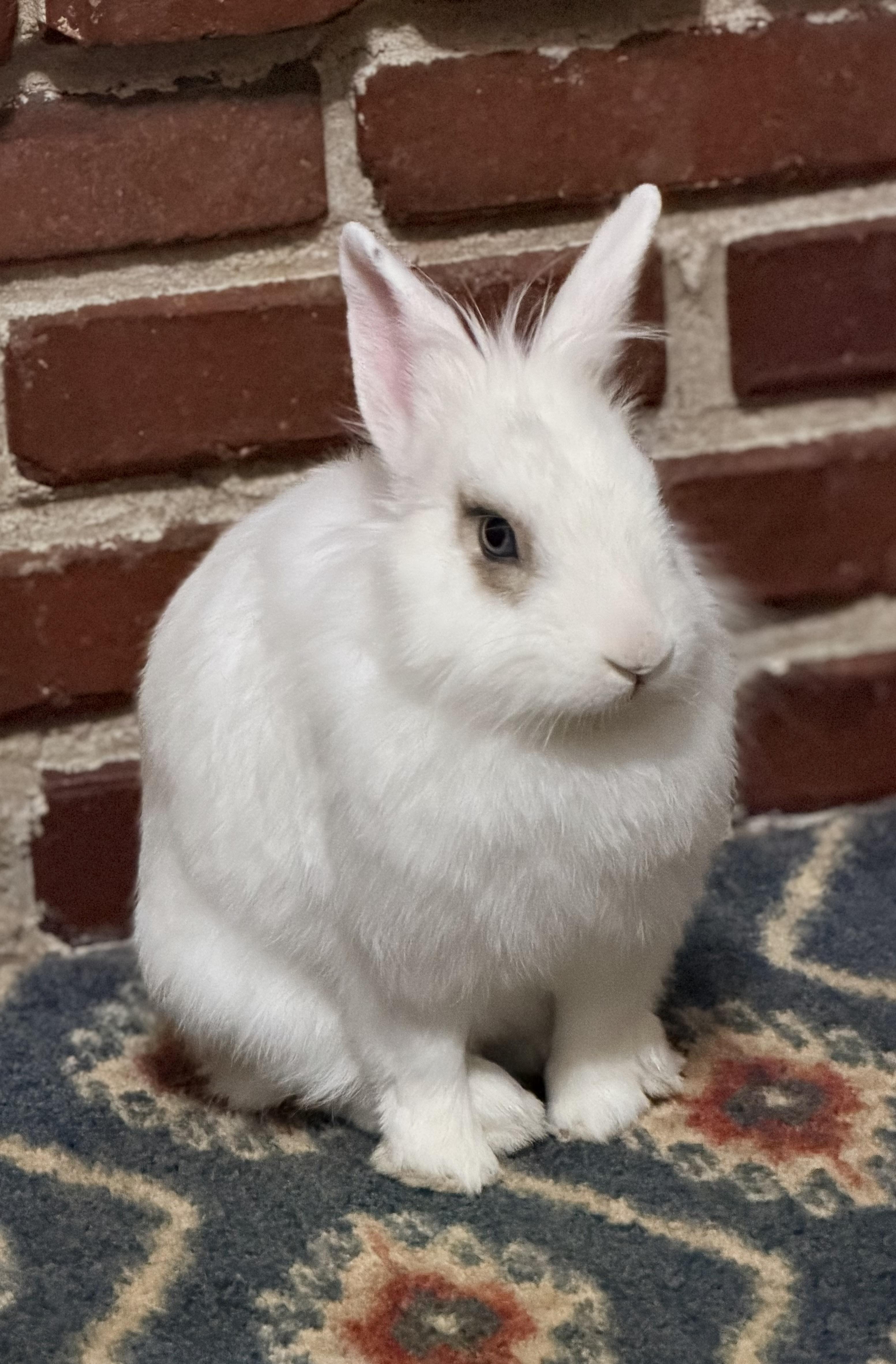 Enlarge Appa, a Adoptable mixed breed in Springfield, MO image 5/5