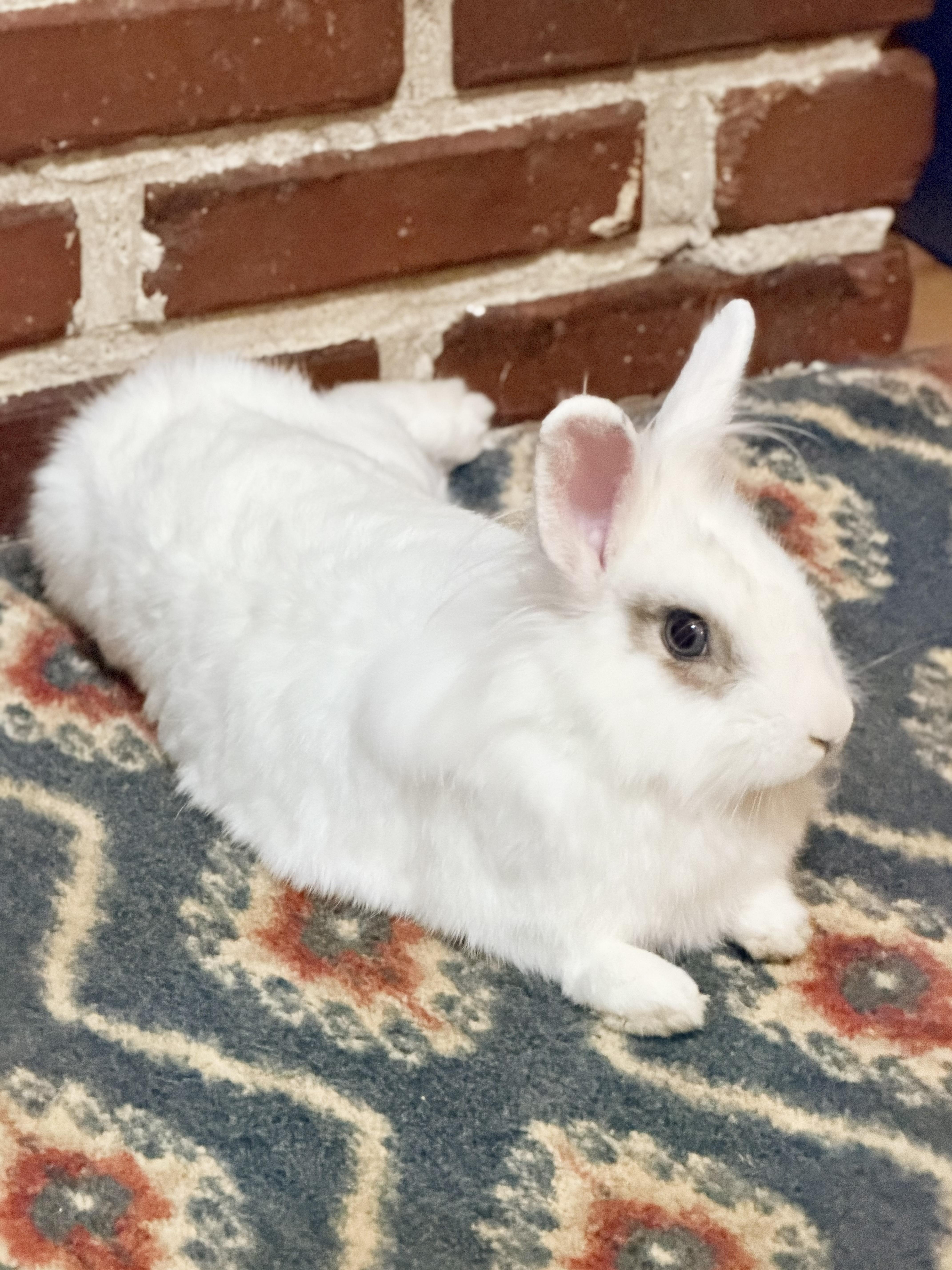 Enlarge Appa, a Adoptable mixed breed in Springfield, MO image 4/5