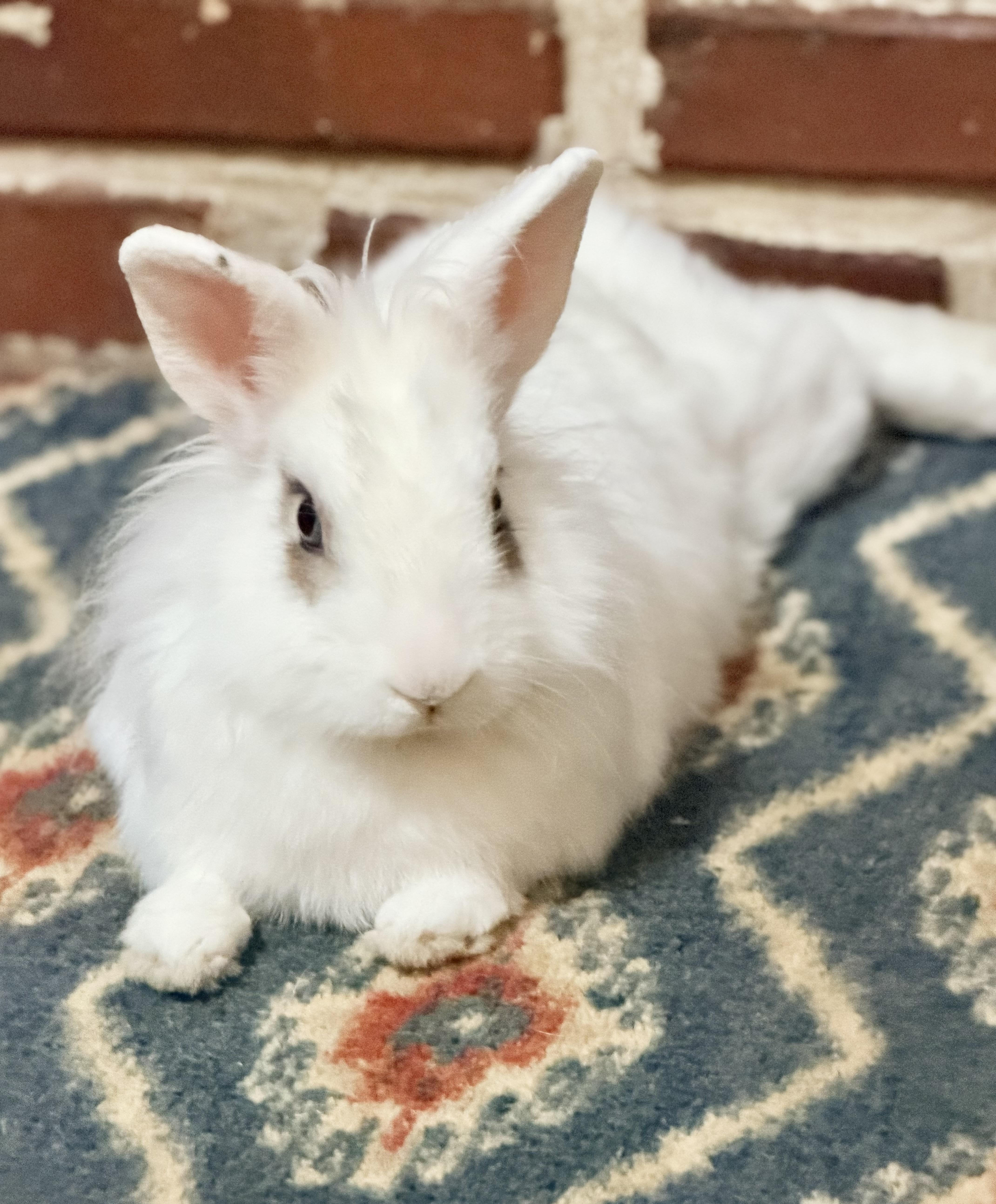 Enlarge Appa, a Adoptable mixed breed in Springfield, MO image 3/5