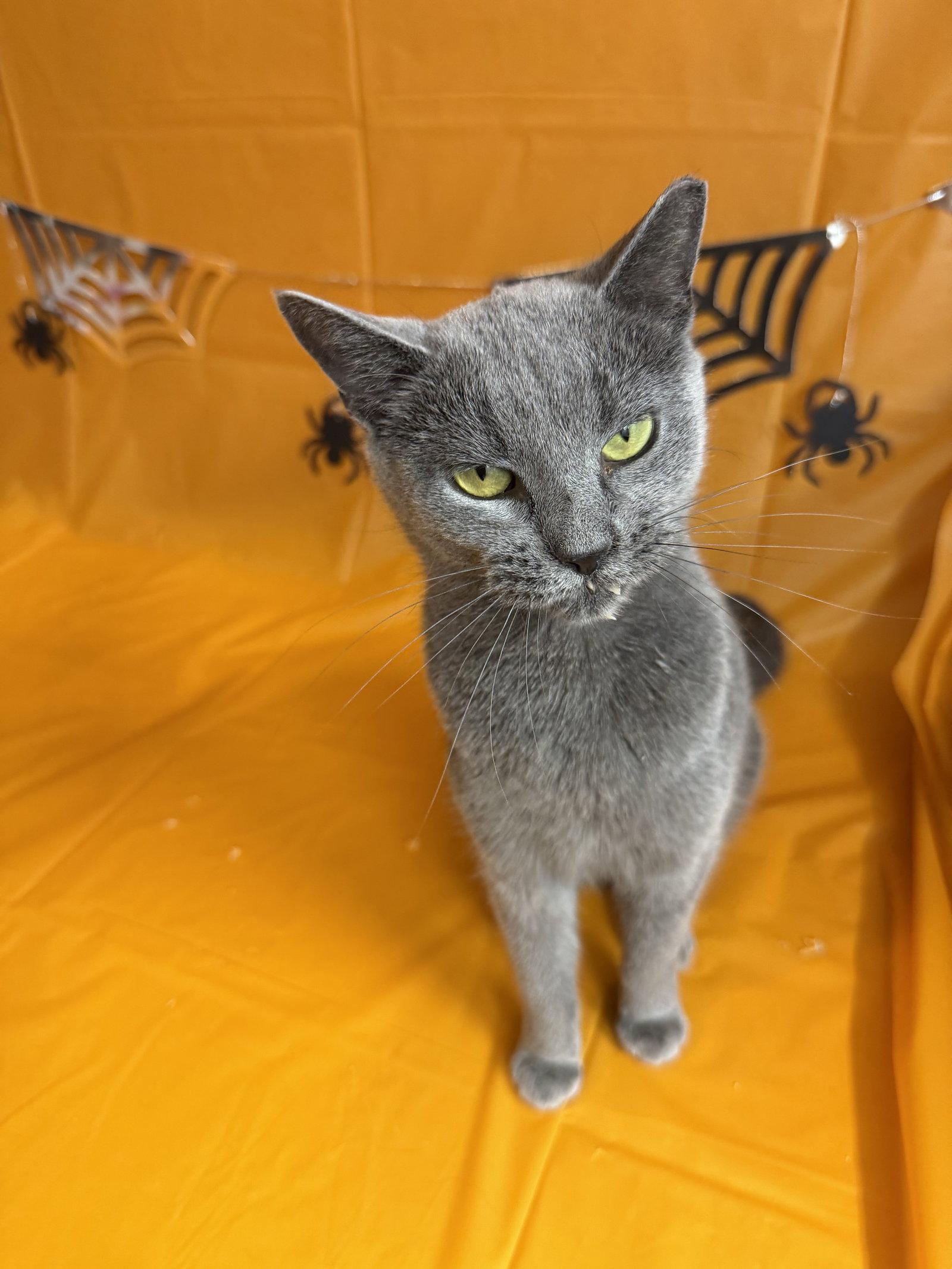 Bachelorette, Adoptable, Adult Female Domestic Short Hair.