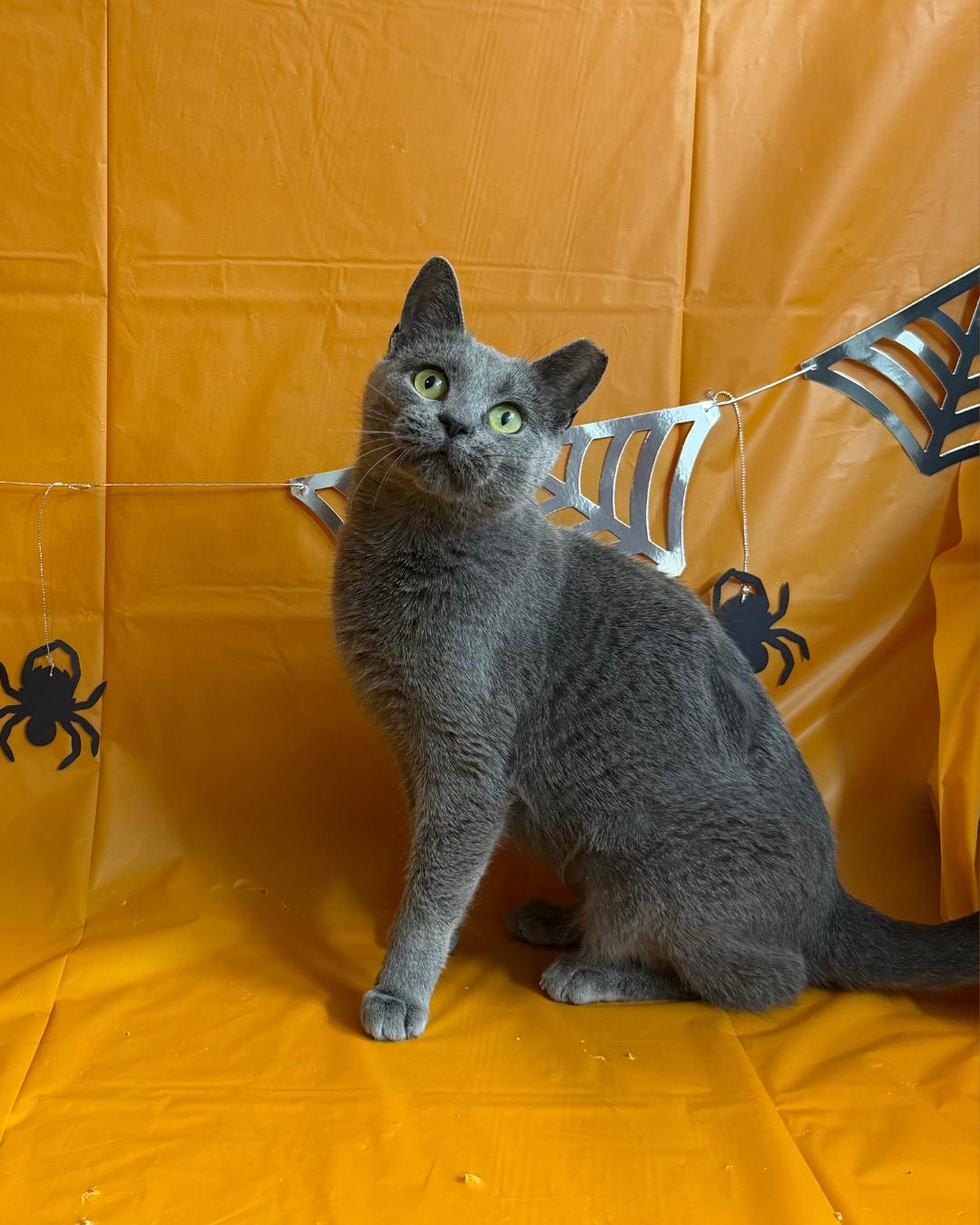 Enlarge Bachelorette, a Adoptable Domestic Short Hair in Maple Heights, OH image 2/3