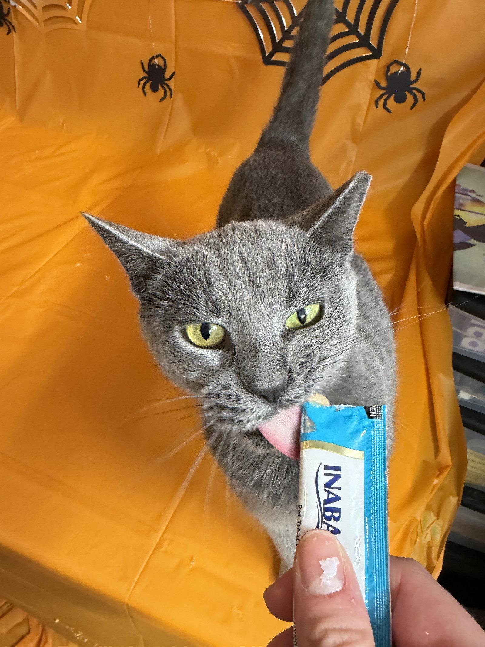 Enlarge Bachelorette, a Adoptable Domestic Short Hair in Maple Heights, OH image 3/3