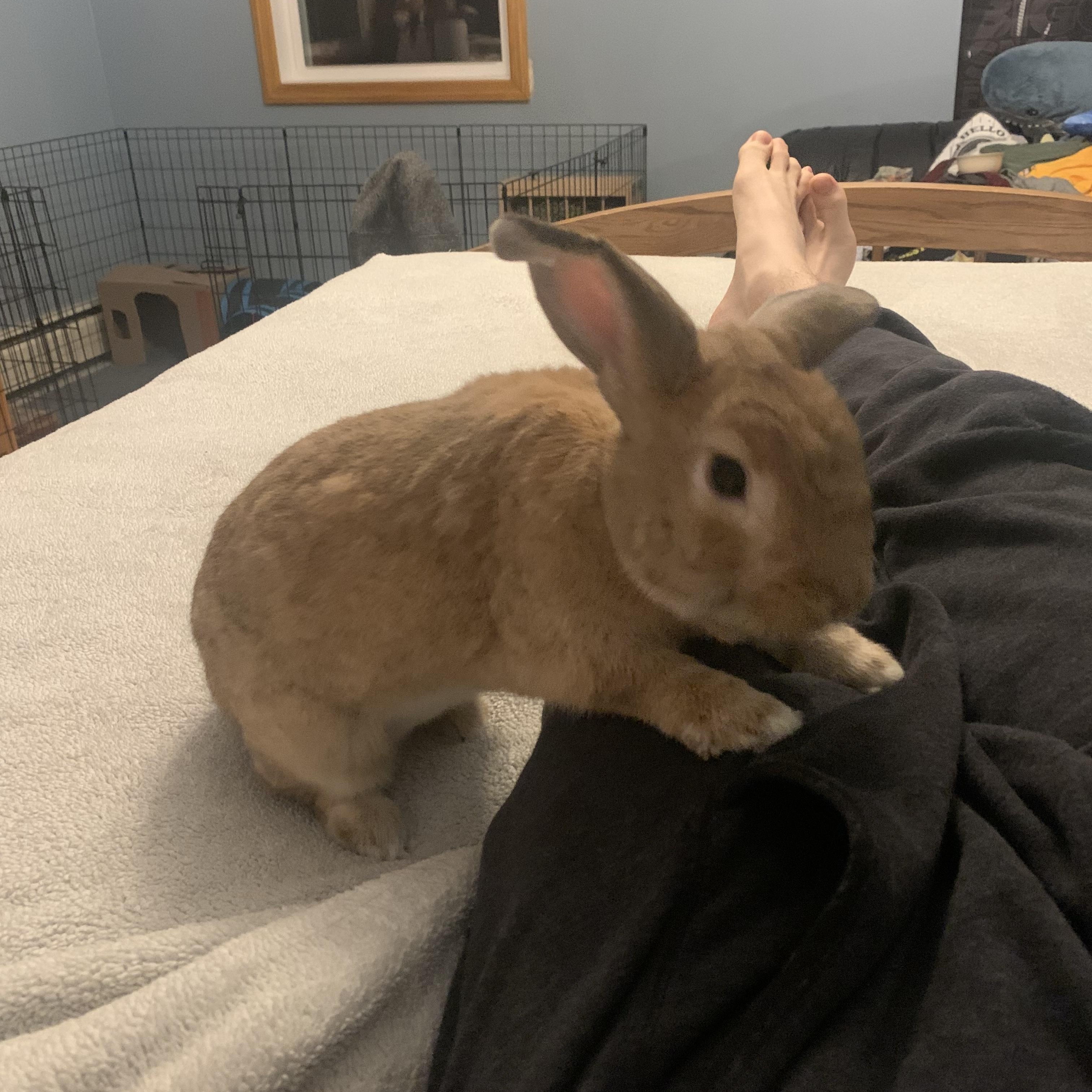 Enlarge Fozzie Bear, an adoptable mixed breed in Brick, NJ image 5/6