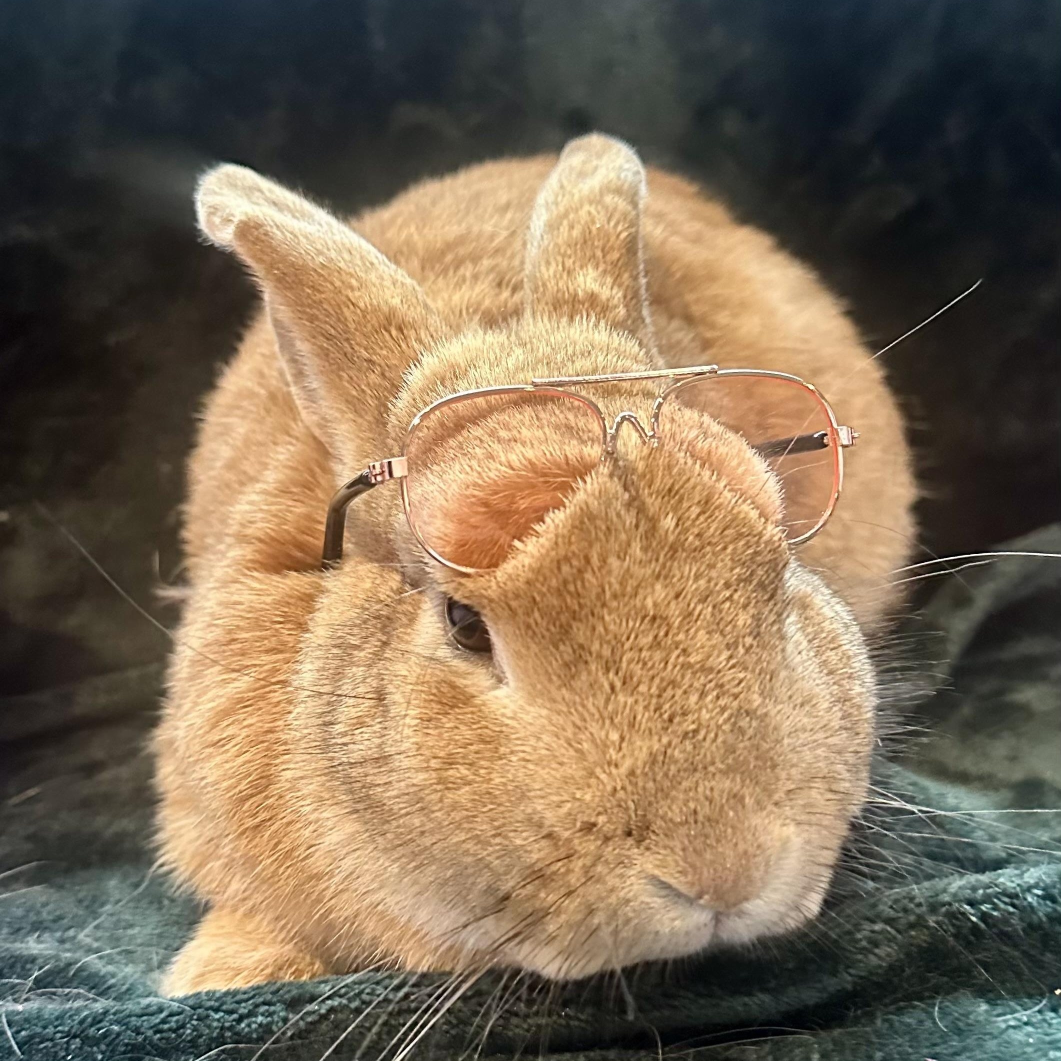 Enlarge Fozzie Bear, an adoptable mixed breed in Brick, NJ image 3/6