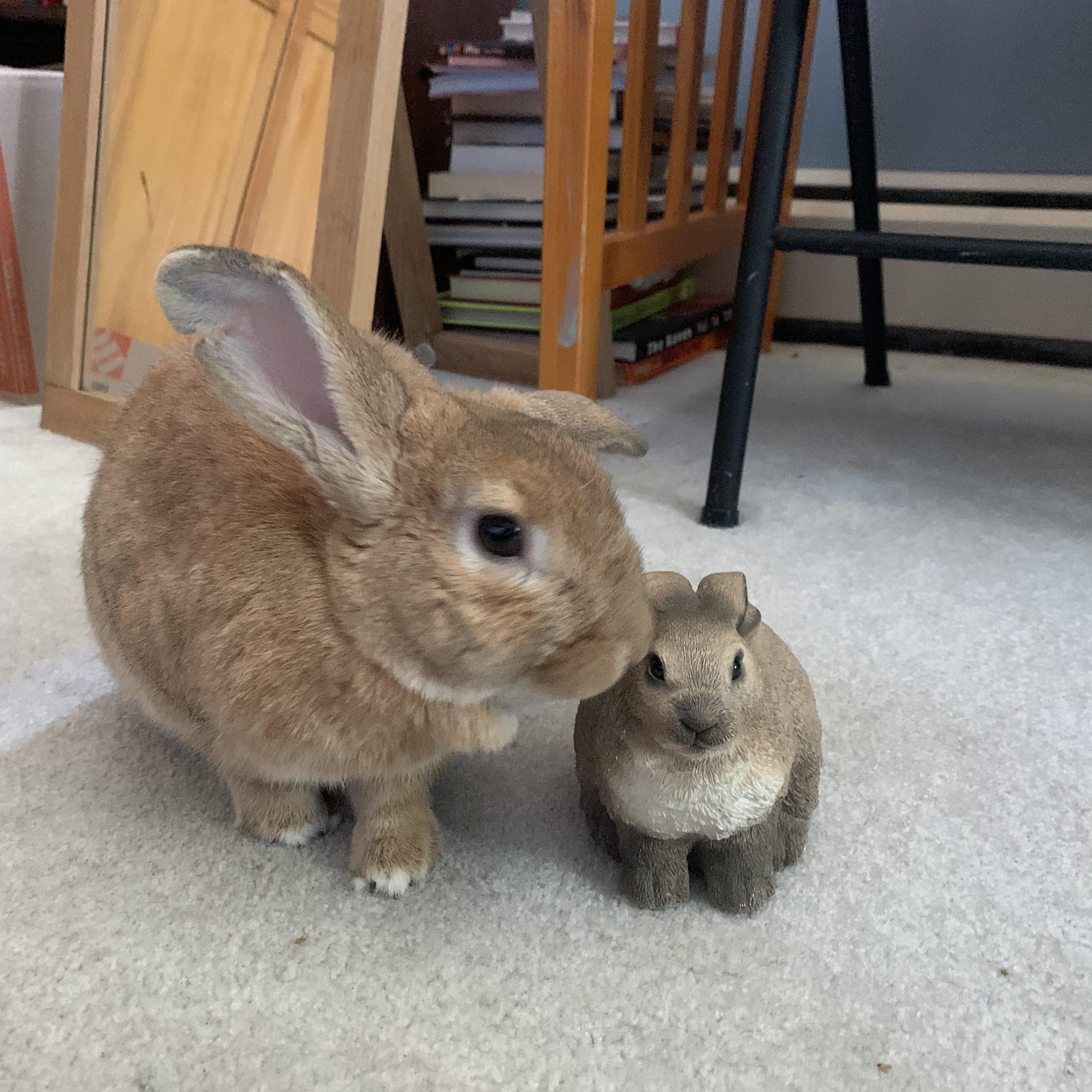 Enlarge Fozzie Bear, an adoptable mixed breed in Brick, NJ image 6/6