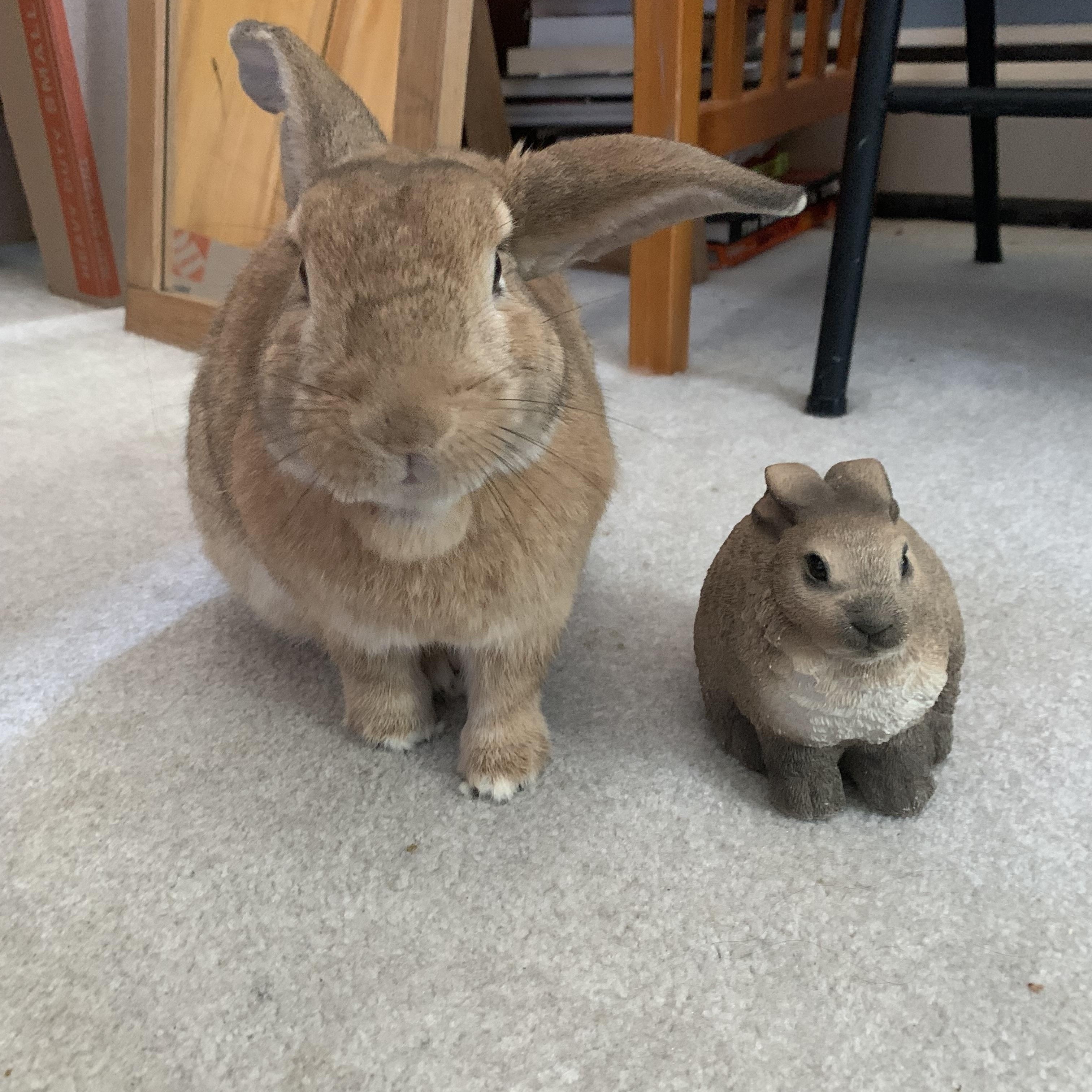 Enlarge Fozzie Bear, an adoptable mixed breed in Brick, NJ image 4/6