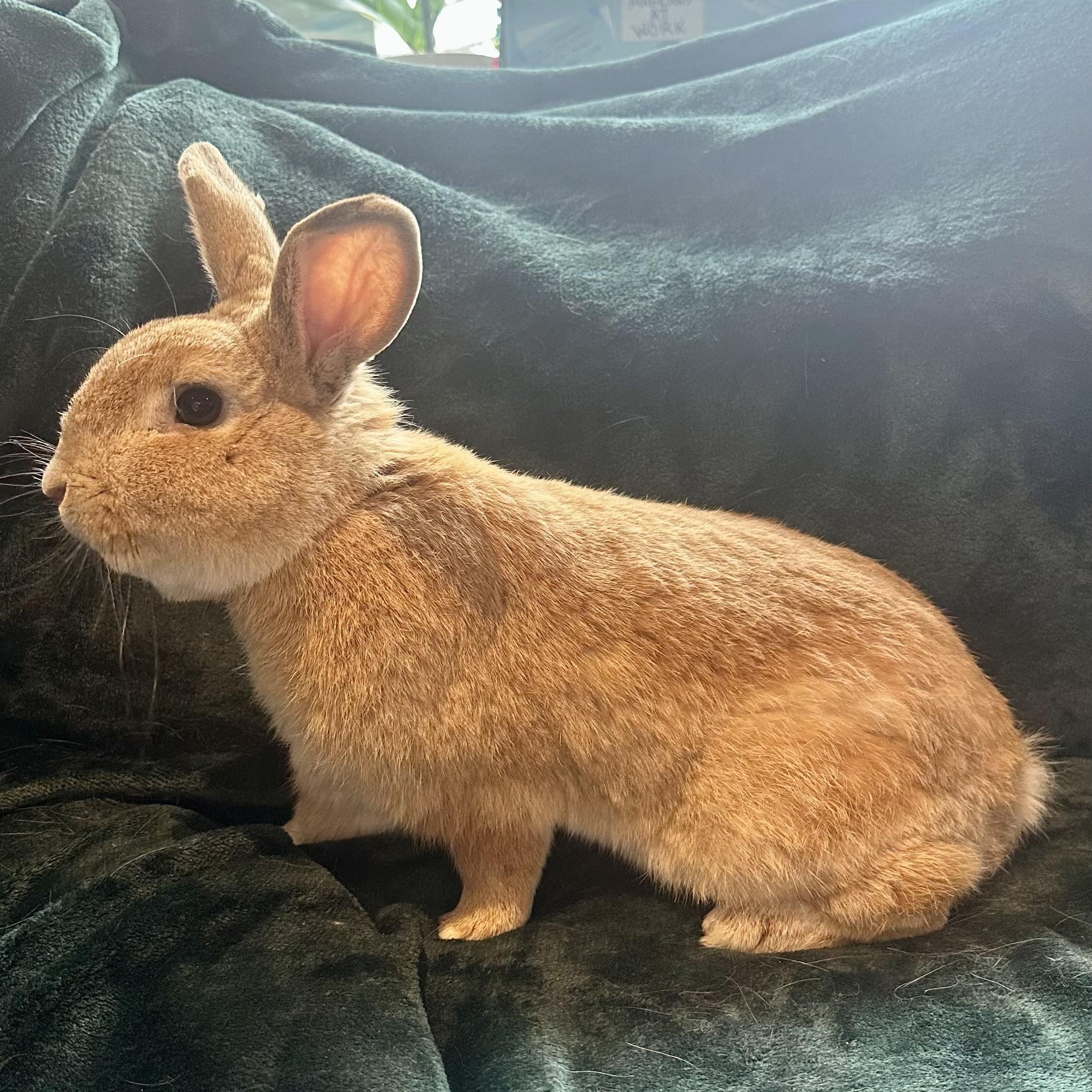 Enlarge Fozzie Bear, an adoptable mixed breed in Brick, NJ image 2/6