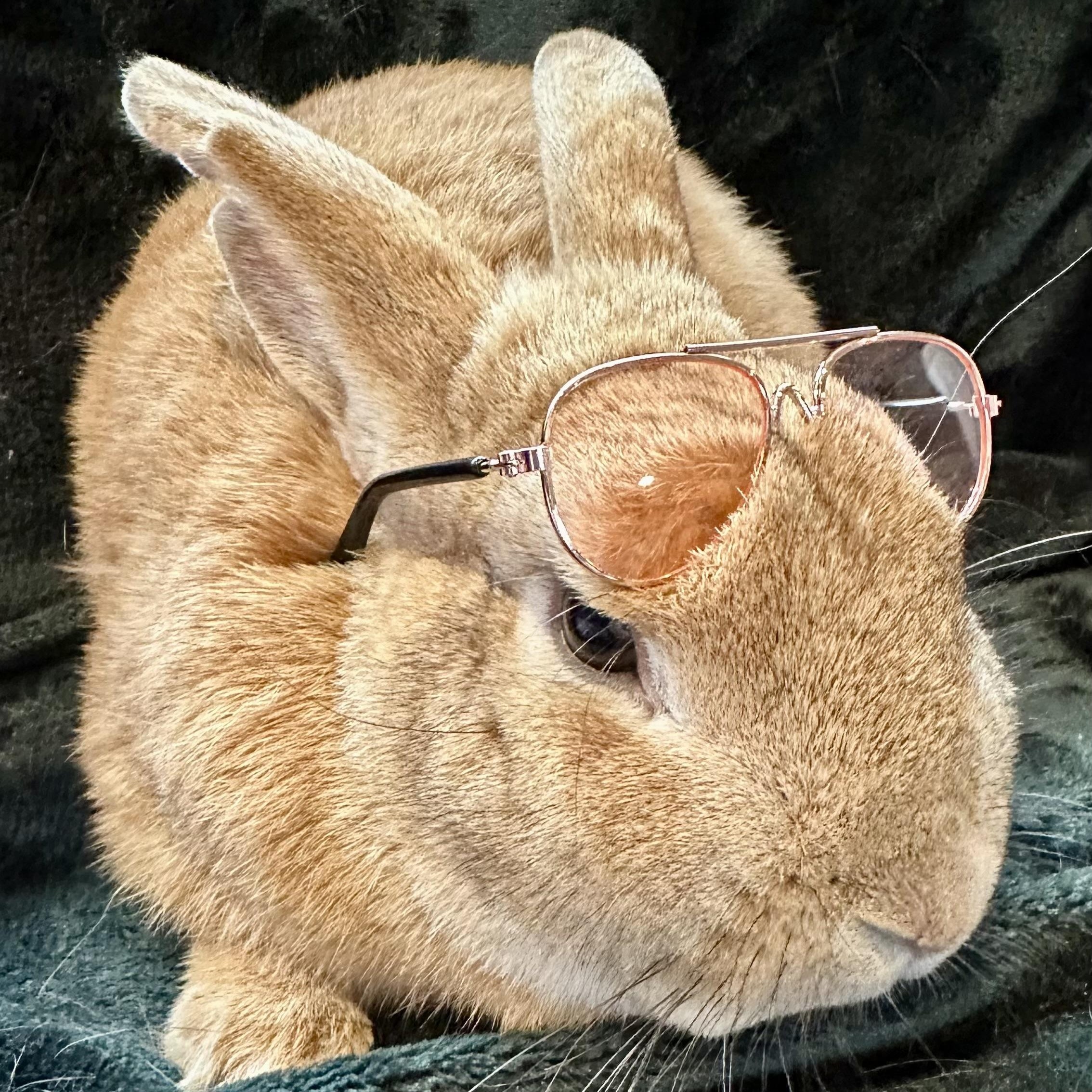 Enlarge Fozzie Bear, an adoptable mixed breed in Brick, NJ image 1/6