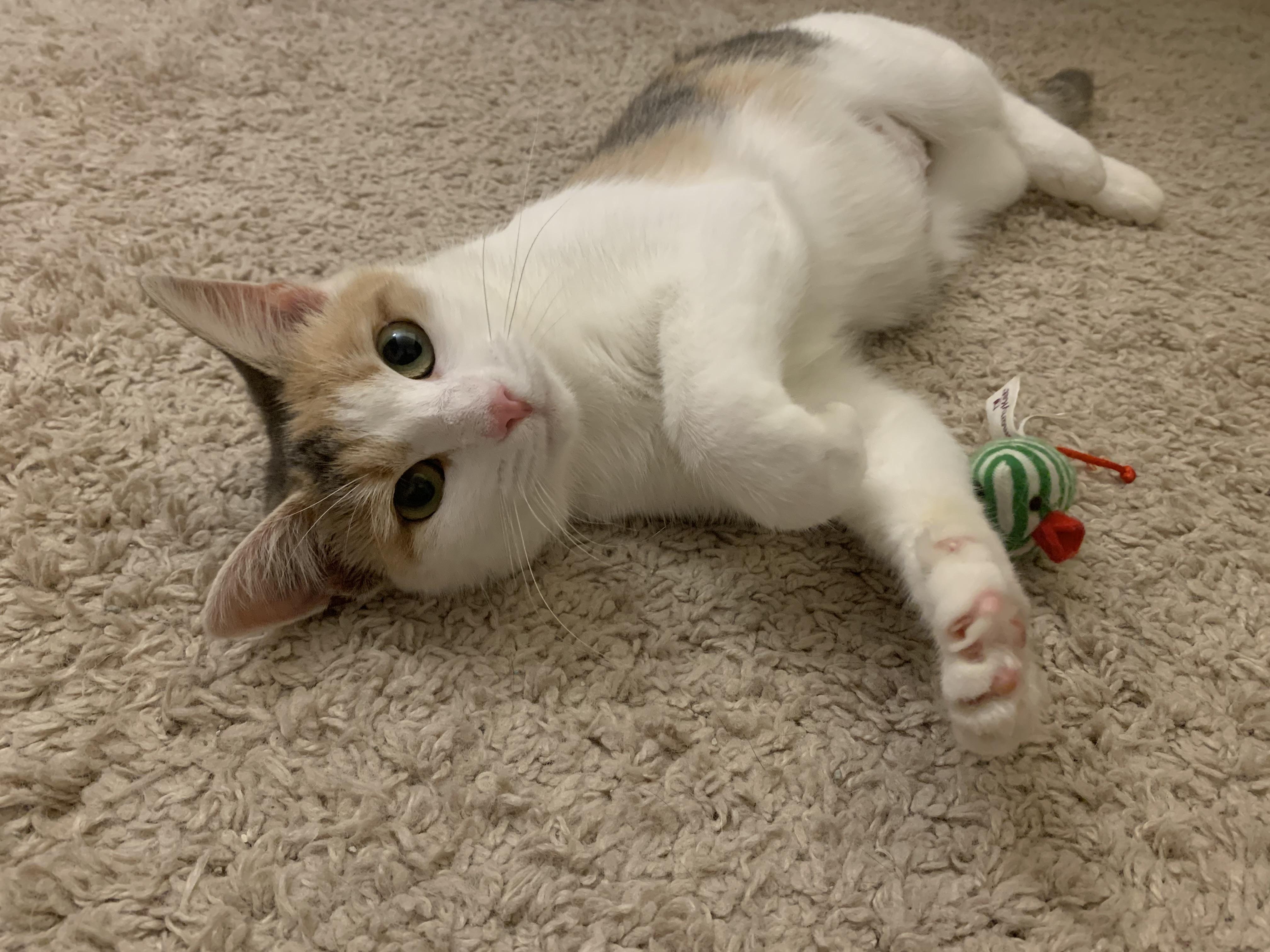 Enlarge Autumn, a Adoptable Domestic Short Hair in North East, MD image 1/3