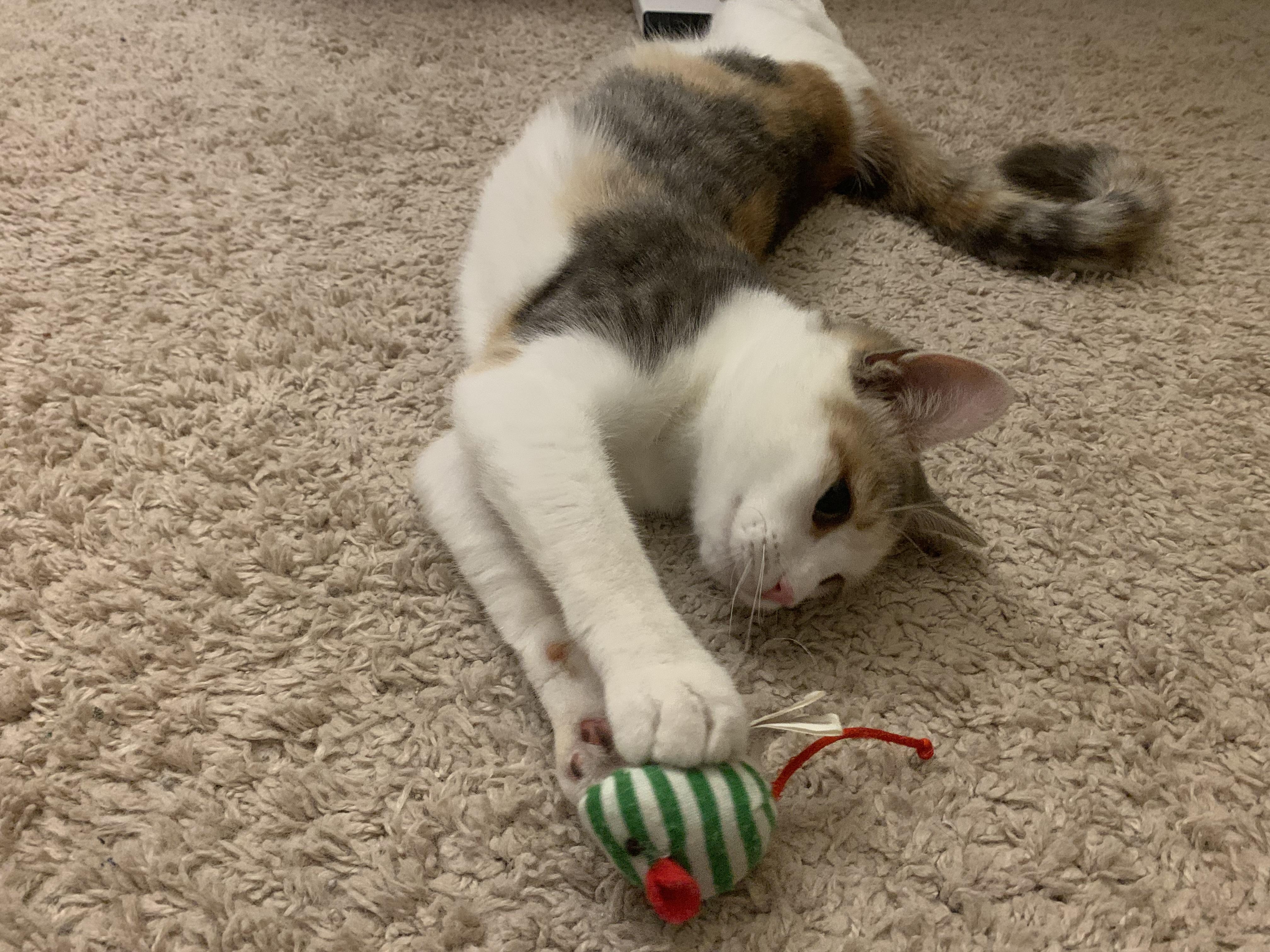 Enlarge Autumn, a Adoptable Domestic Short Hair in North East, MD image 2/3