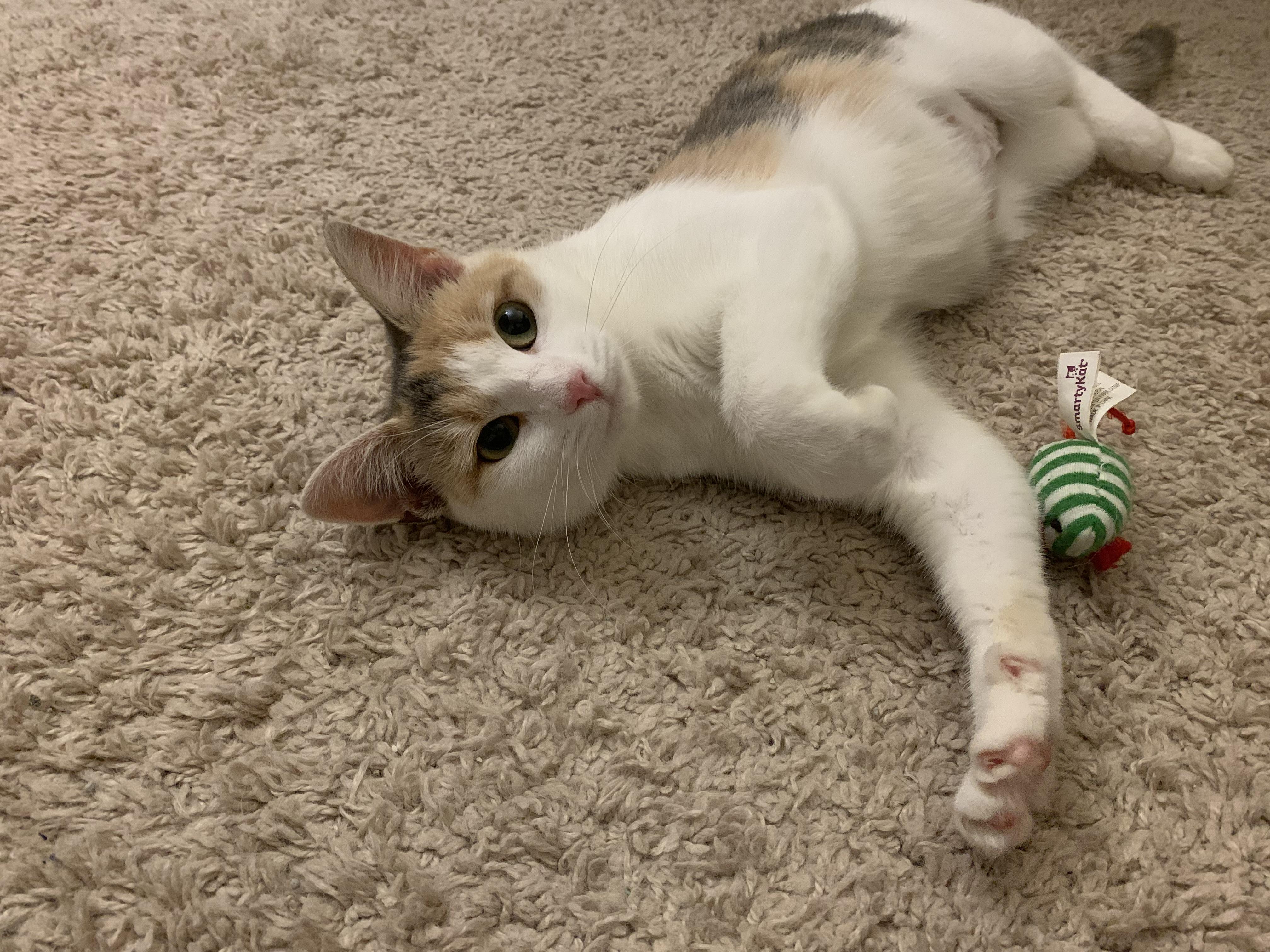 Enlarge Autumn, a Adoptable Domestic Short Hair in North East, MD image 3/3