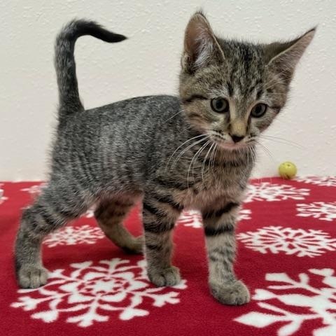 Enlarge Dali, a ADOPTABLE Domestic Short Hair in Red Wing, MN image 1/1