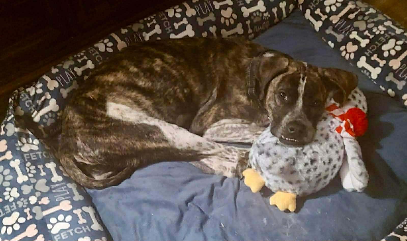 Della, an adopted mixed breed in Wichita Falls, TX image 4/4