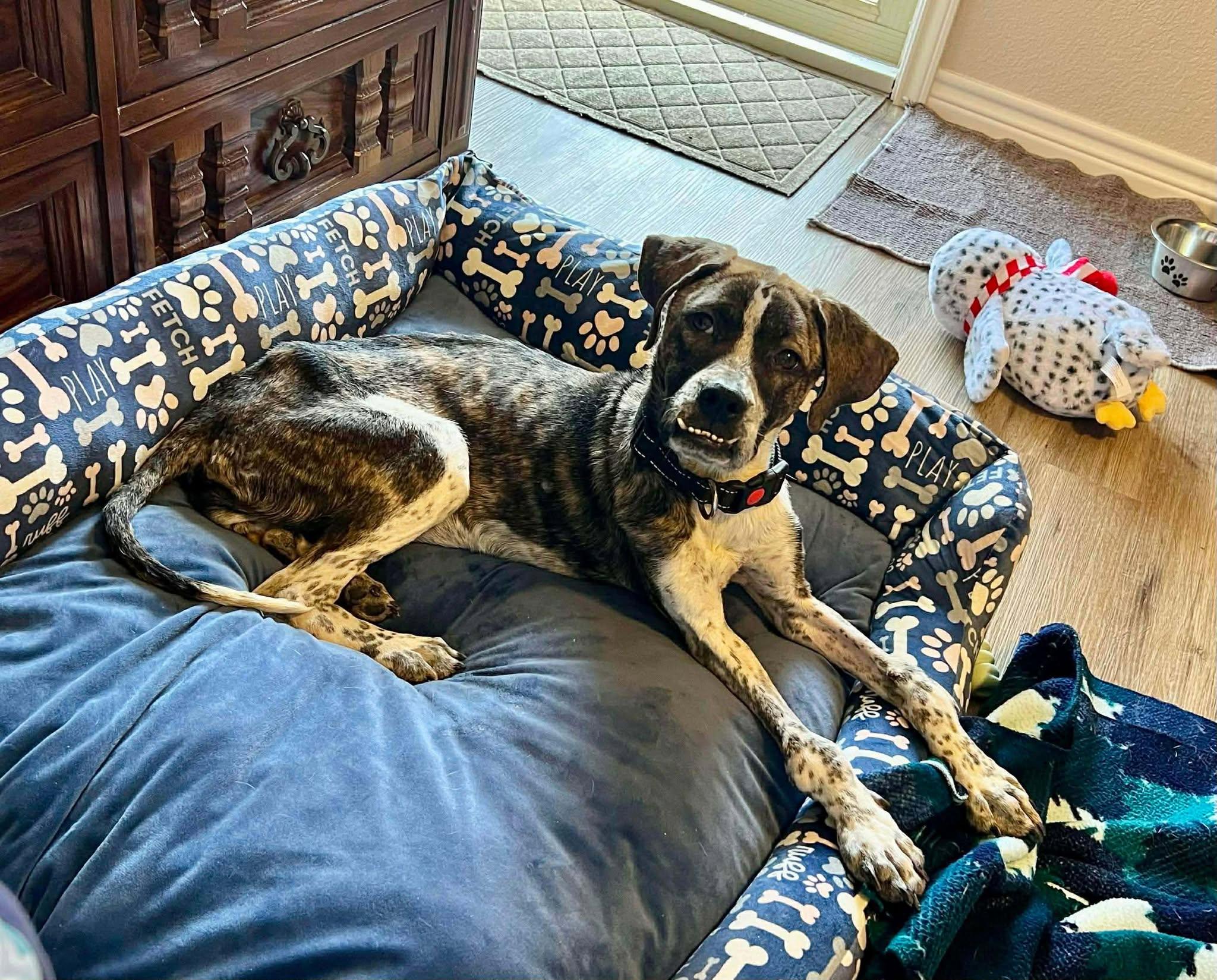 Della, an adopted mixed breed in Wichita Falls, TX image 1/4