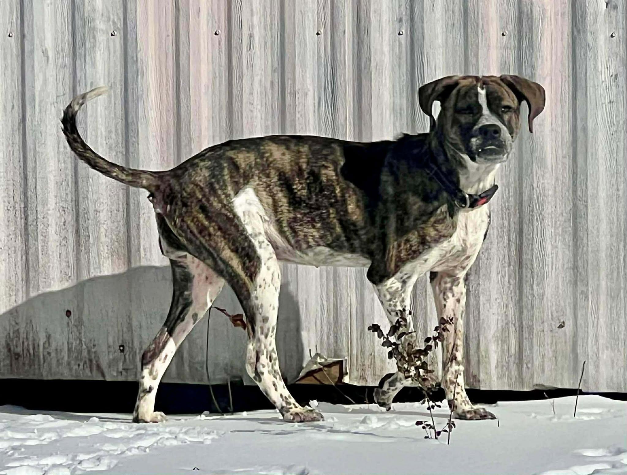 Della, an adopted mixed breed in Wichita Falls, TX image 3/4