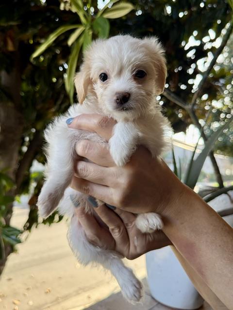 Enlarge Jasmine, a Adoptable Maltese in Los Angeles, CA image 1/1