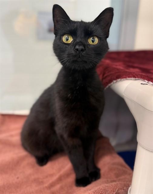 Enlarge BUTTERFLY CLIPS, a Adoptable Domestic Short Hair in Leesburg, VA image 1/1