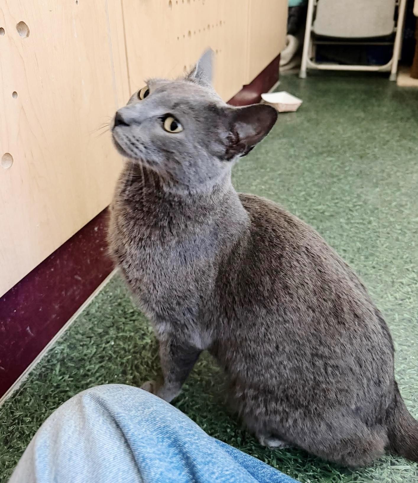 Enlarge Rooster, an adopted Russian Blue in Philadelphia, PA image 6/6