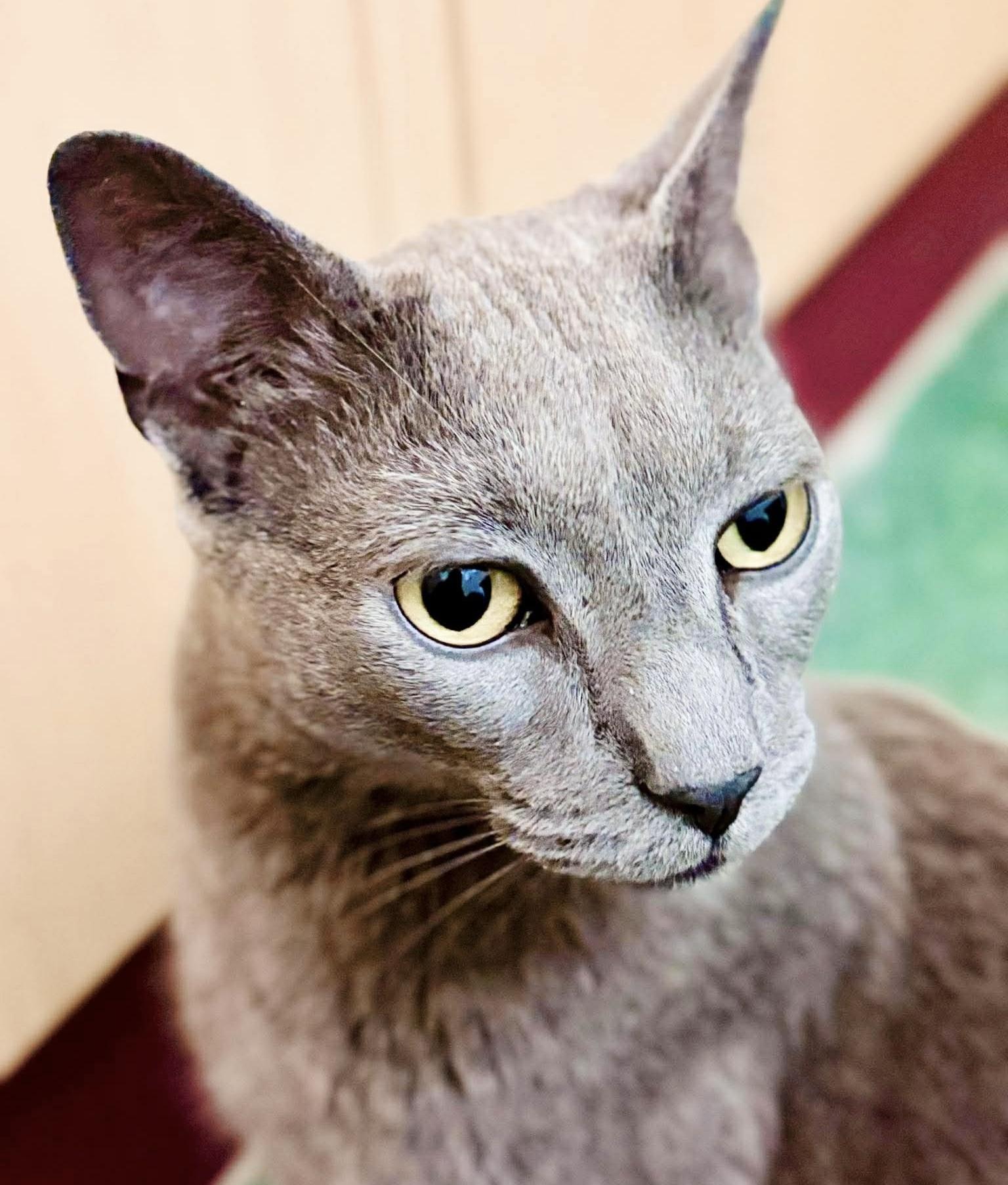 Enlarge Rooster, an adopted Russian Blue in Philadelphia, PA image 5/6