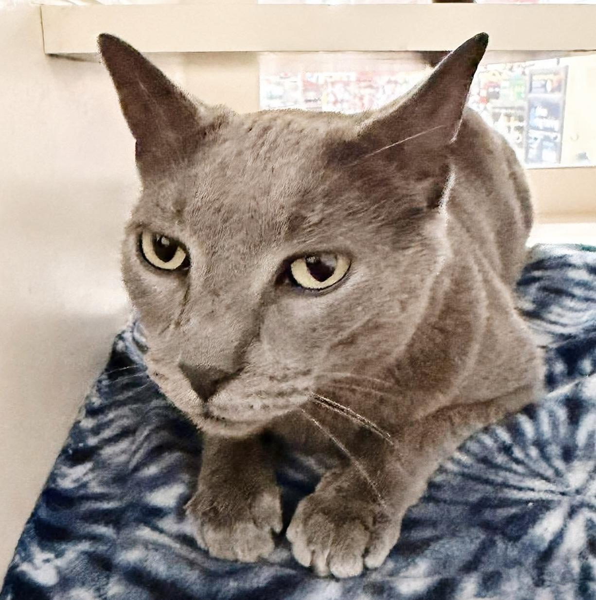 Enlarge Rooster, an adopted Russian Blue in Philadelphia, PA image 3/6