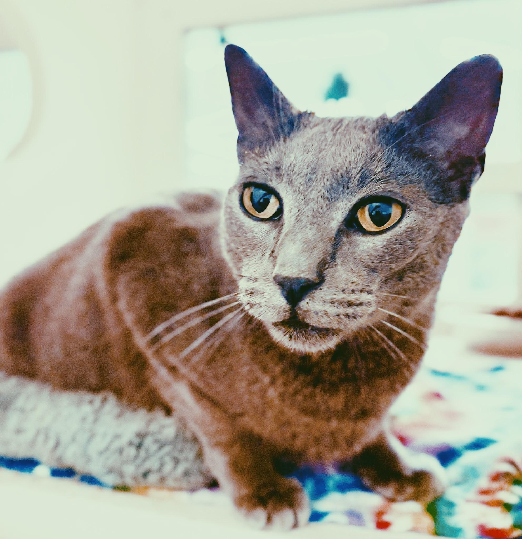 Enlarge Rooster, an adopted Russian Blue in Philadelphia, PA image 4/6