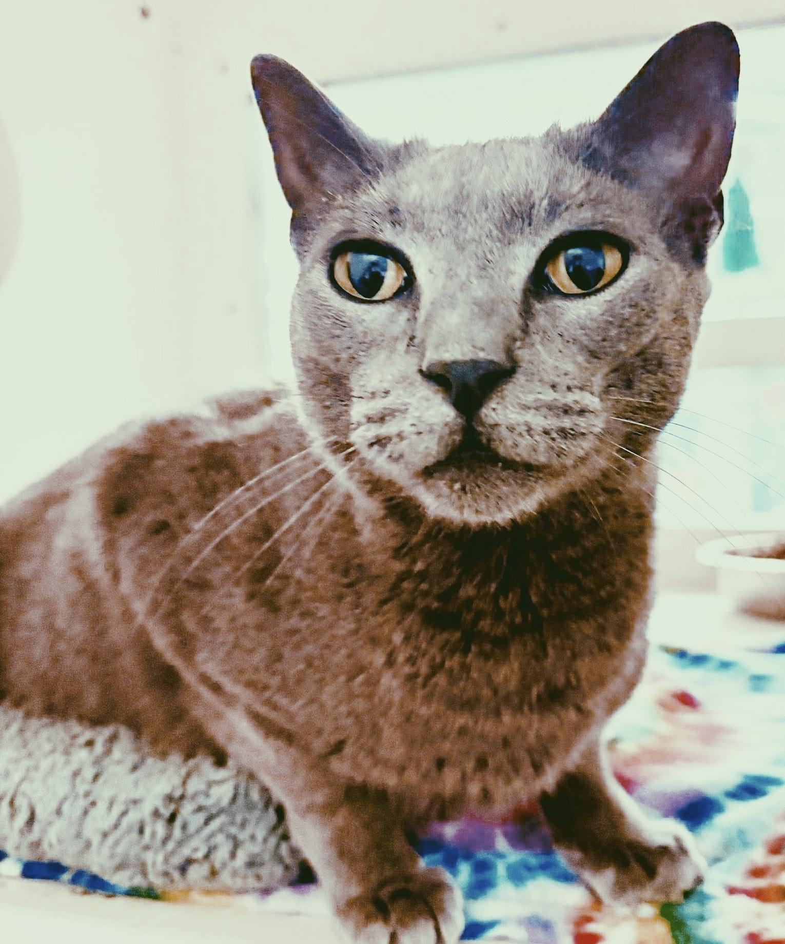 Enlarge Rooster, an adopted Russian Blue in Philadelphia, PA image 1/6