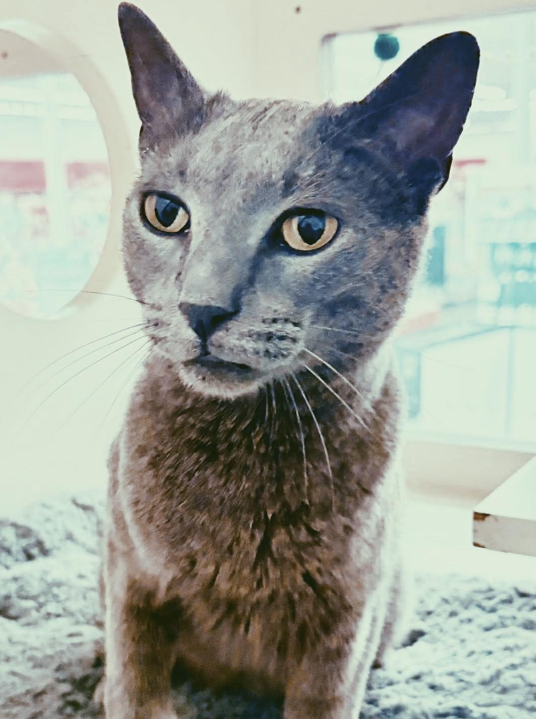 Enlarge Rooster, an adopted Russian Blue in Philadelphia, PA image 2/6