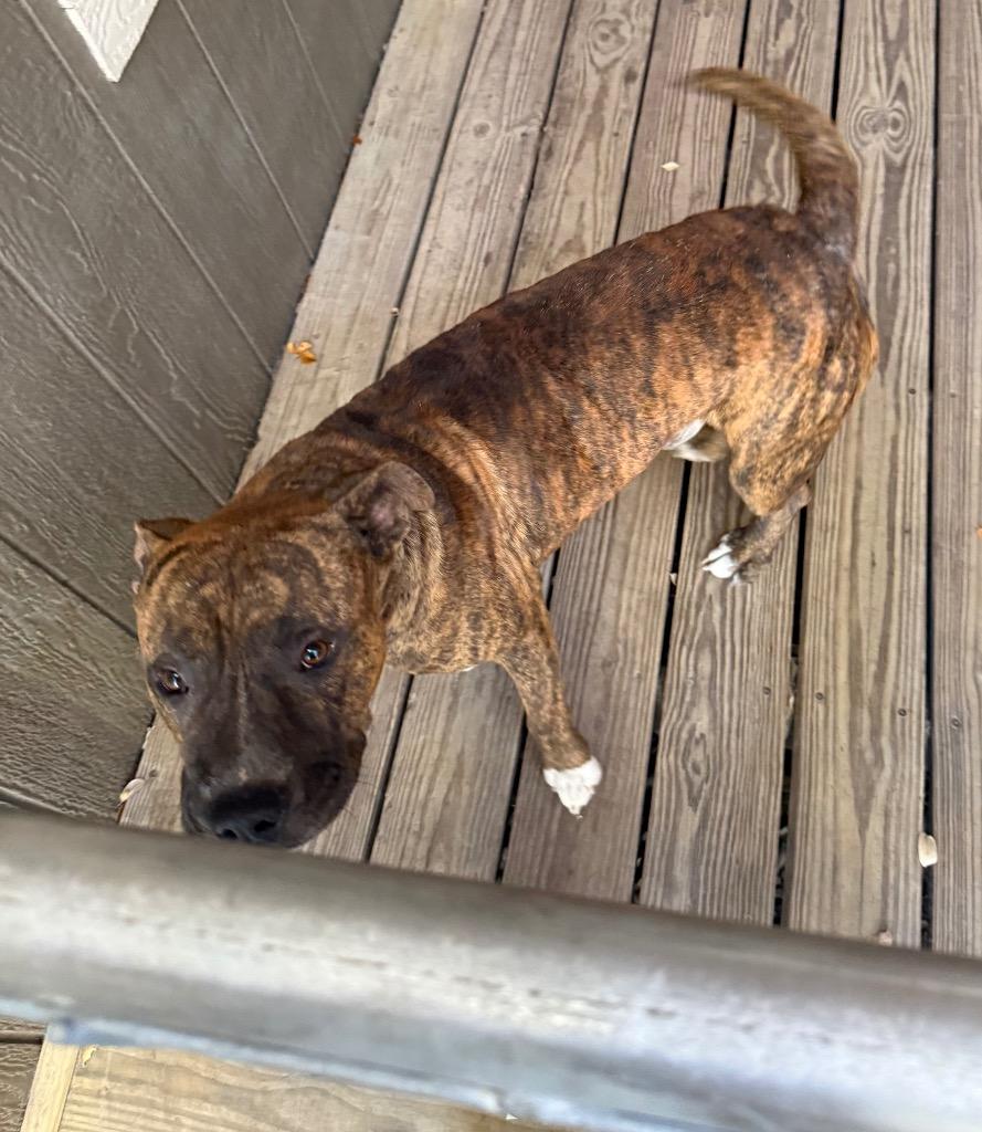 Enlarge Meaty, a Adoptable mixed breed in Rockport, TX image 1/4