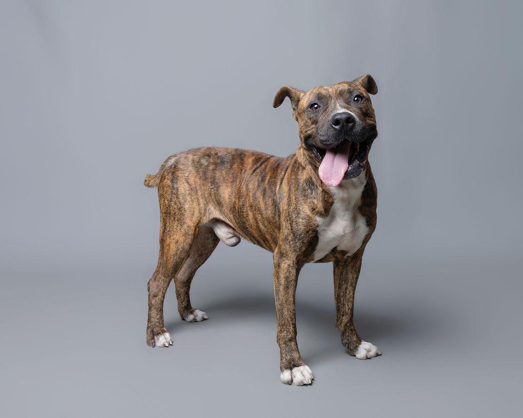 Enlarge Meaty, a Adoptable mixed breed in Rockport, TX image 2/4