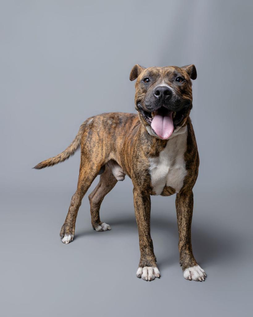 Enlarge Meaty, a Adoptable mixed breed in Rockport, TX image 3/4