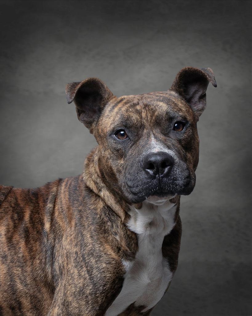 Enlarge Meaty, a Adoptable mixed breed in Rockport, TX image 4/4
