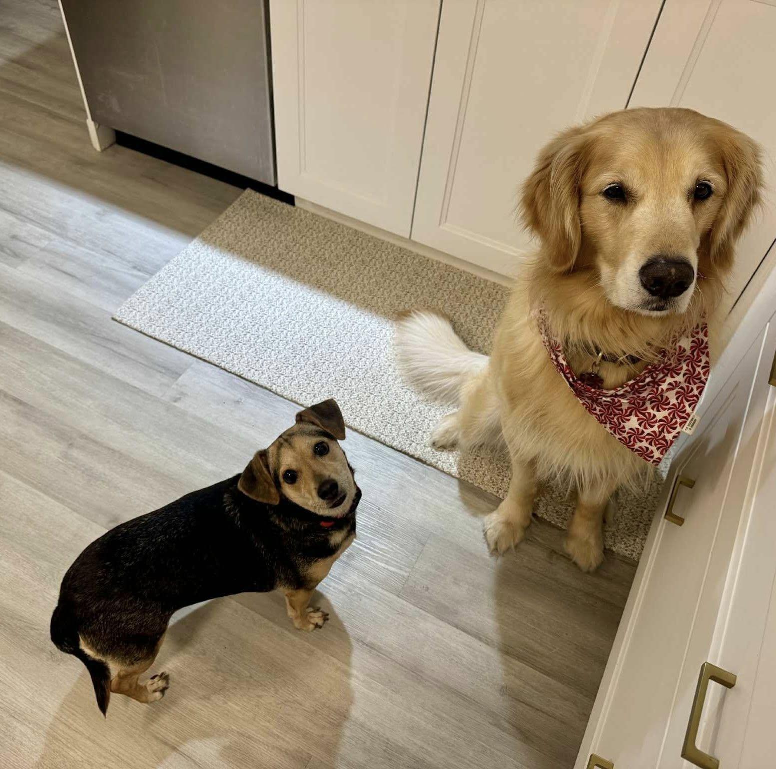 Enlarge Piper, a ADOPTABLE mixed breed in Nanuet, NY image 1/6