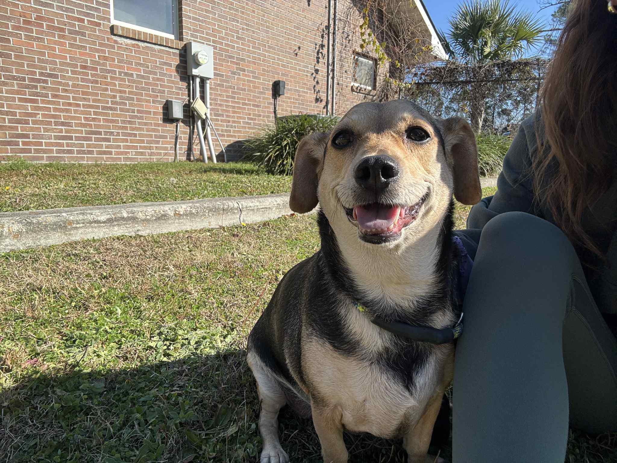 Enlarge Piper, a ADOPTABLE mixed breed in Nanuet, NY image 2/6