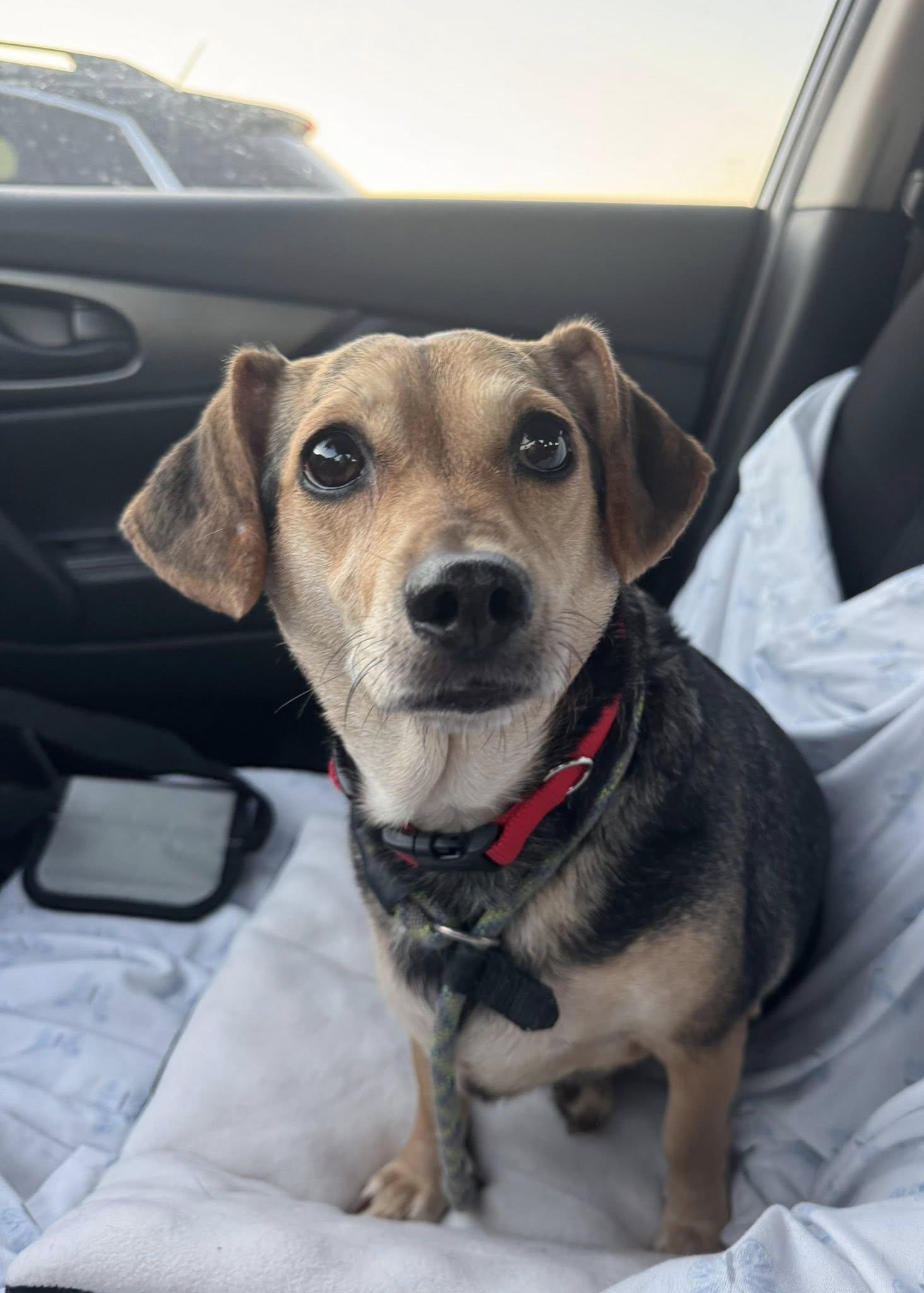 Enlarge Piper, a ADOPTABLE mixed breed in Nanuet, NY image 3/6