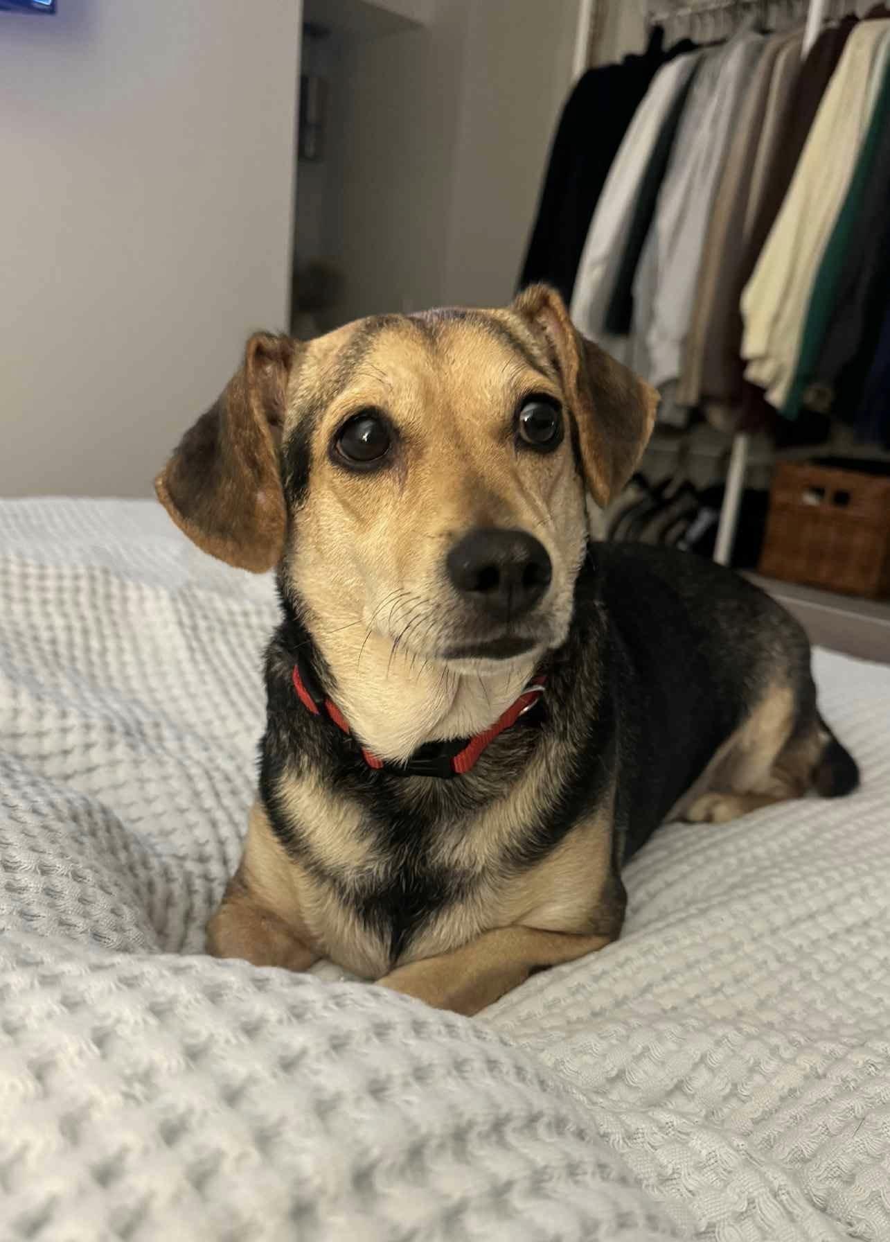 Enlarge Piper, a ADOPTABLE mixed breed in Nanuet, NY image 4/6