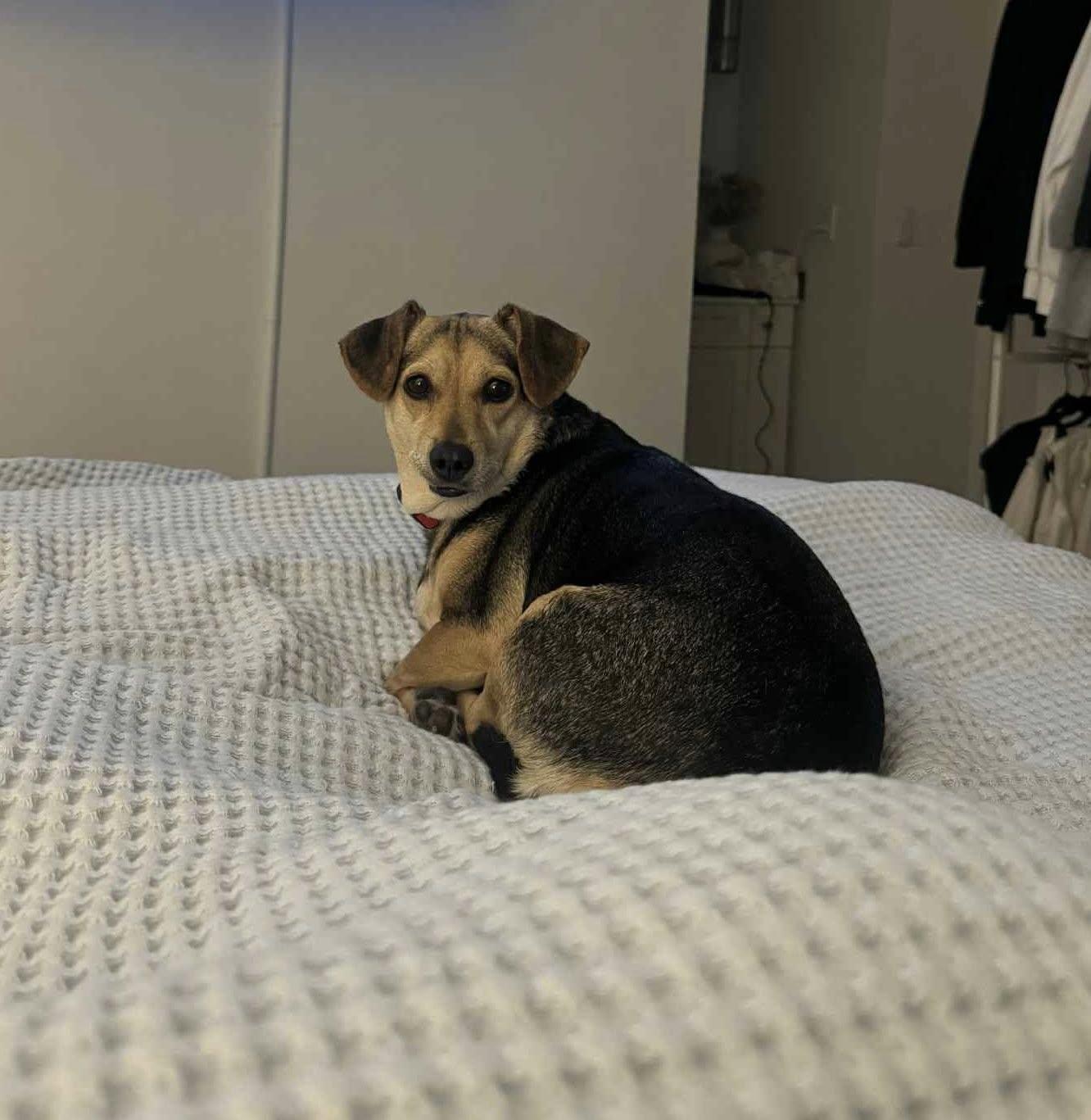 Enlarge Piper, a ADOPTABLE mixed breed in Nanuet, NY image 5/6