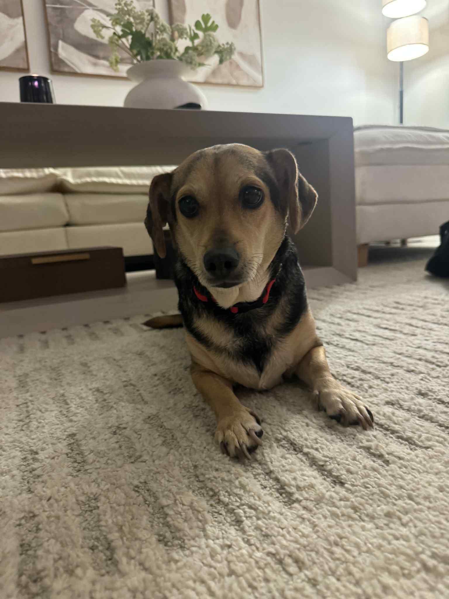 Enlarge Piper, a ADOPTABLE mixed breed in Nanuet, NY image 6/6